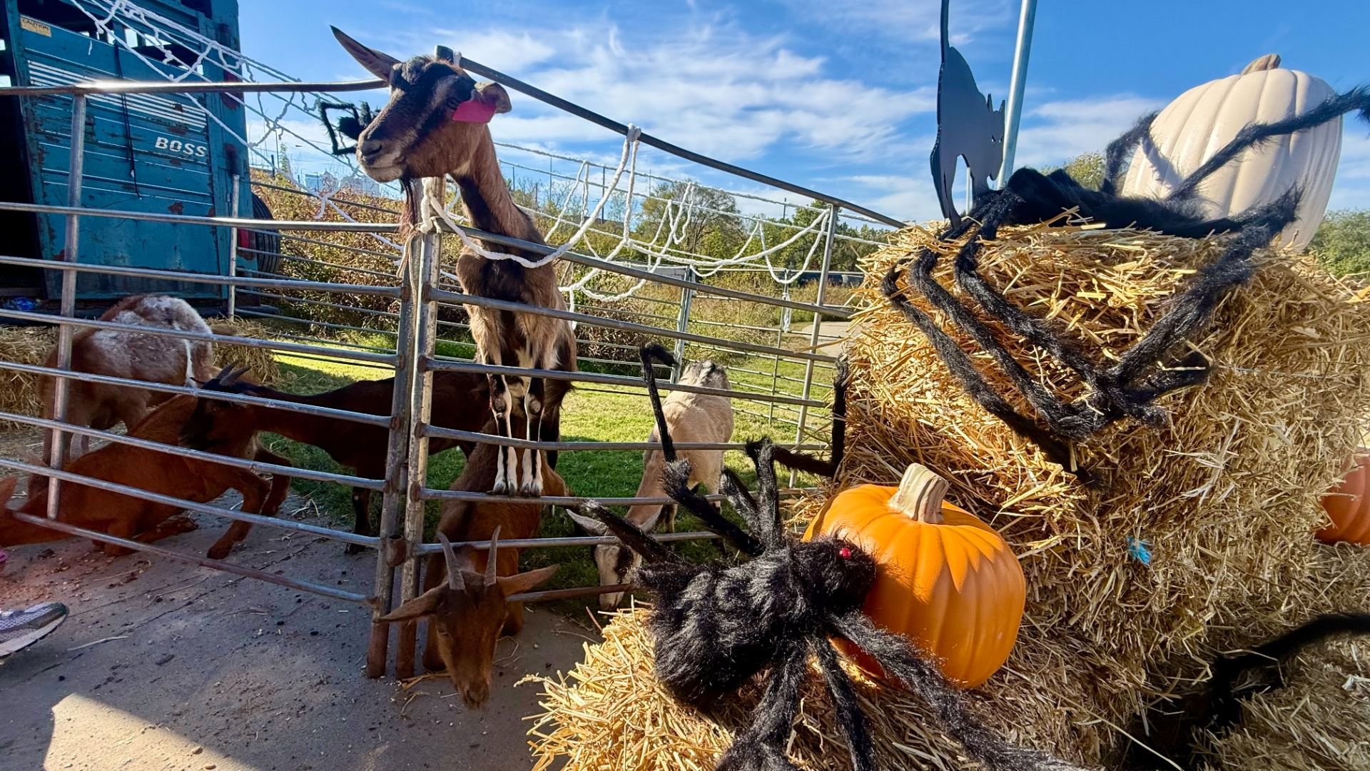 Goats in a metal pen on a sunny day; one reaches through bars. Halloween scene with hay bale, black fake spider webs, orange pumpkins, a white pumpkin, and a blue trailer in the background.