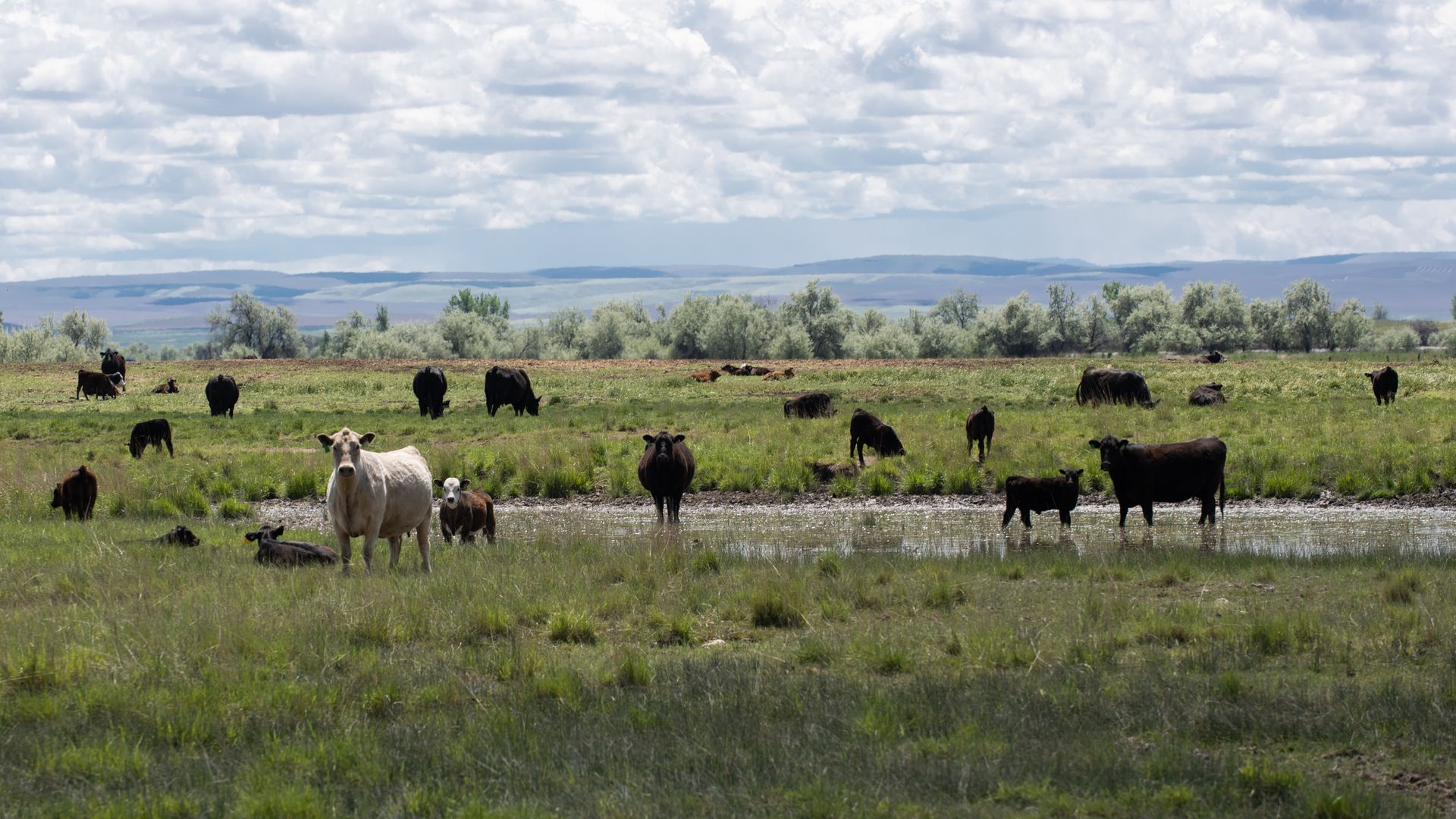 Pastoral field with a herd of cows by a shallow pond; a white cow and calf stand near the foreground while black cows graze in the distance under a cloudy sky.