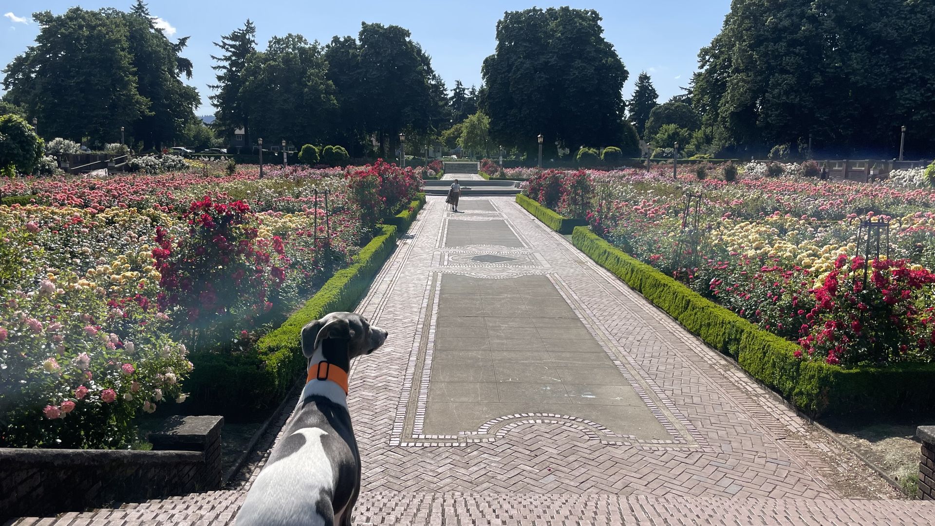 A photo of a dog looking out over a sunken rose garden.