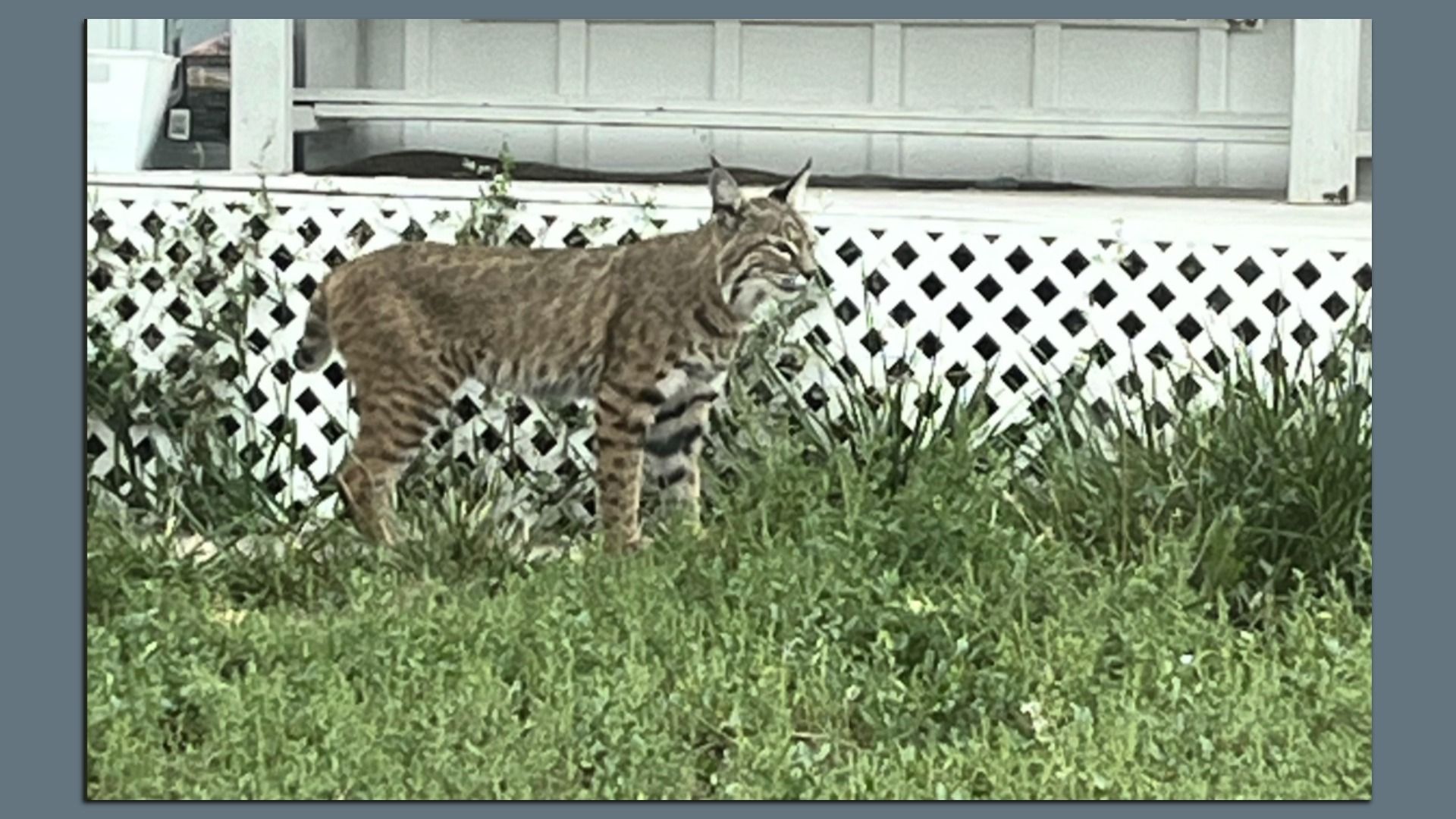Bobcat in Parker.