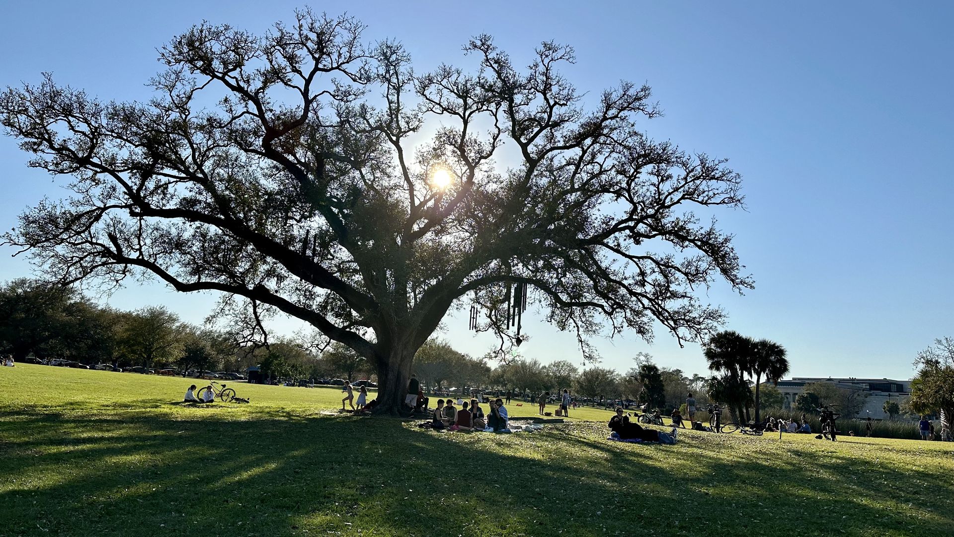 Photo shows people picnicking under the chime tree, also called the Singing Oak, in New Orleans City Park.