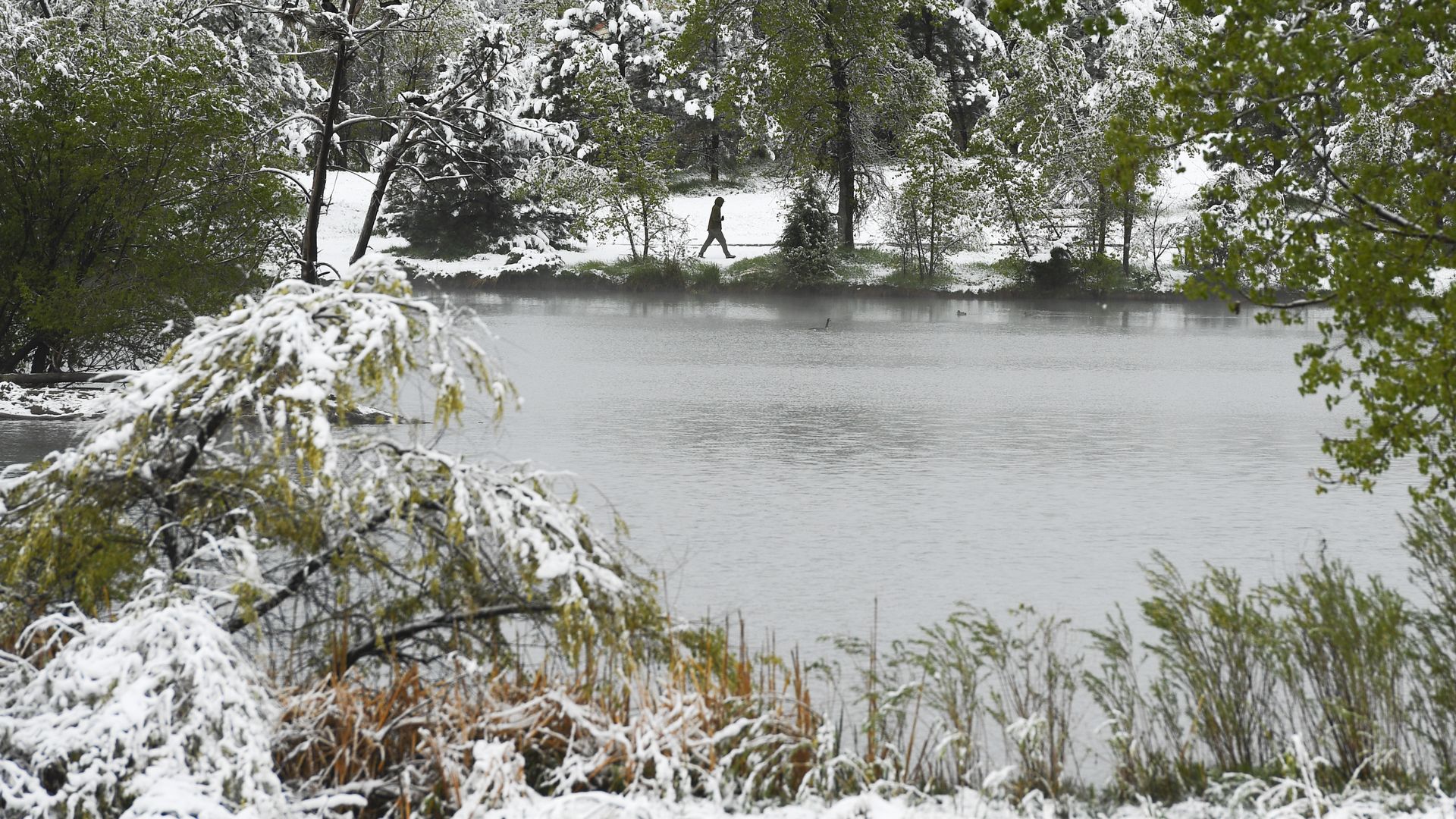 Snow on trees around a lake