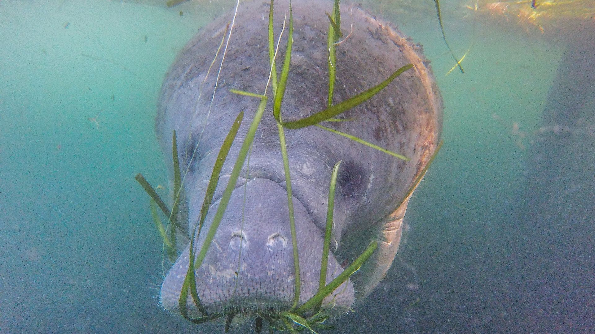 A manatee swims beside a tour boat in the Crystal River Preserve State Park