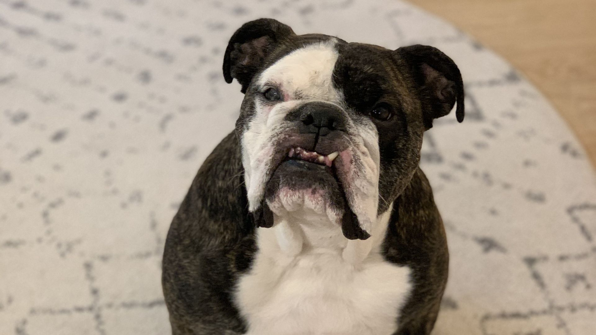 A photo of a bulldog.