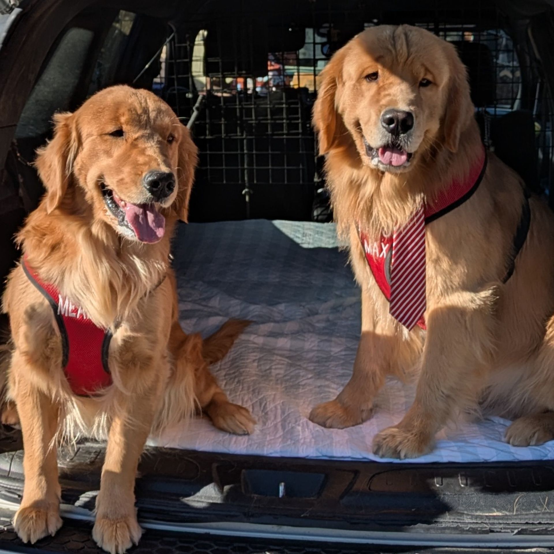Meet Mayor Max, the dog running Idyllwild - Axios San Diego