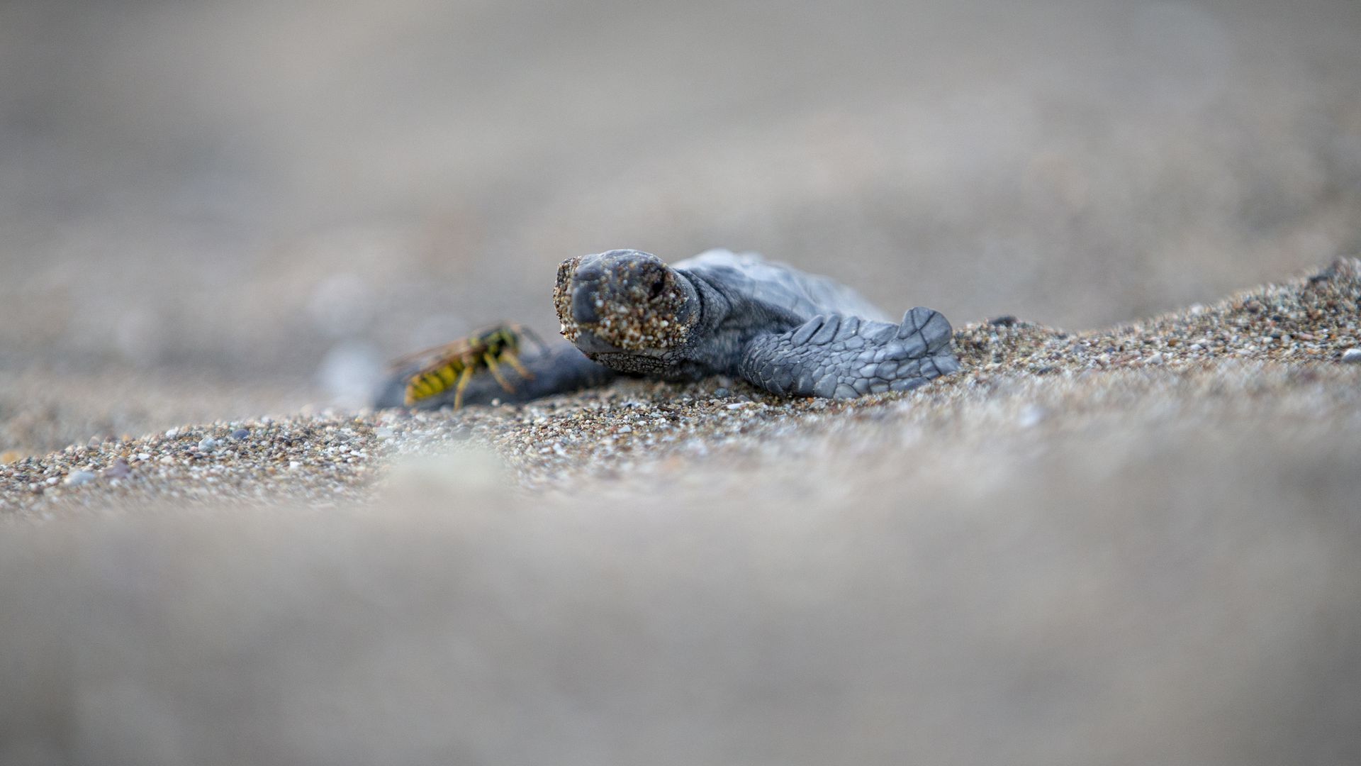 A newly hatched loggerhead turtle crawls on the beach in Turkey.