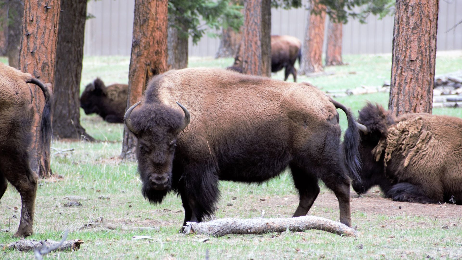 Denver's bison herd standing in the trees.