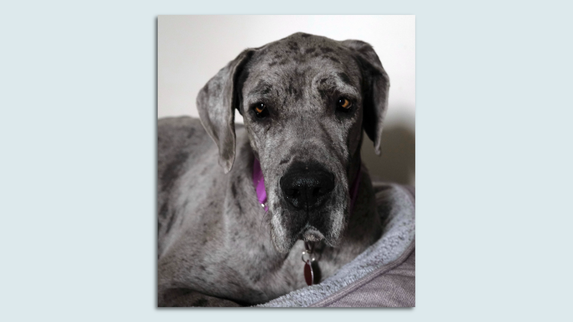Photo of a dog looking at camera 