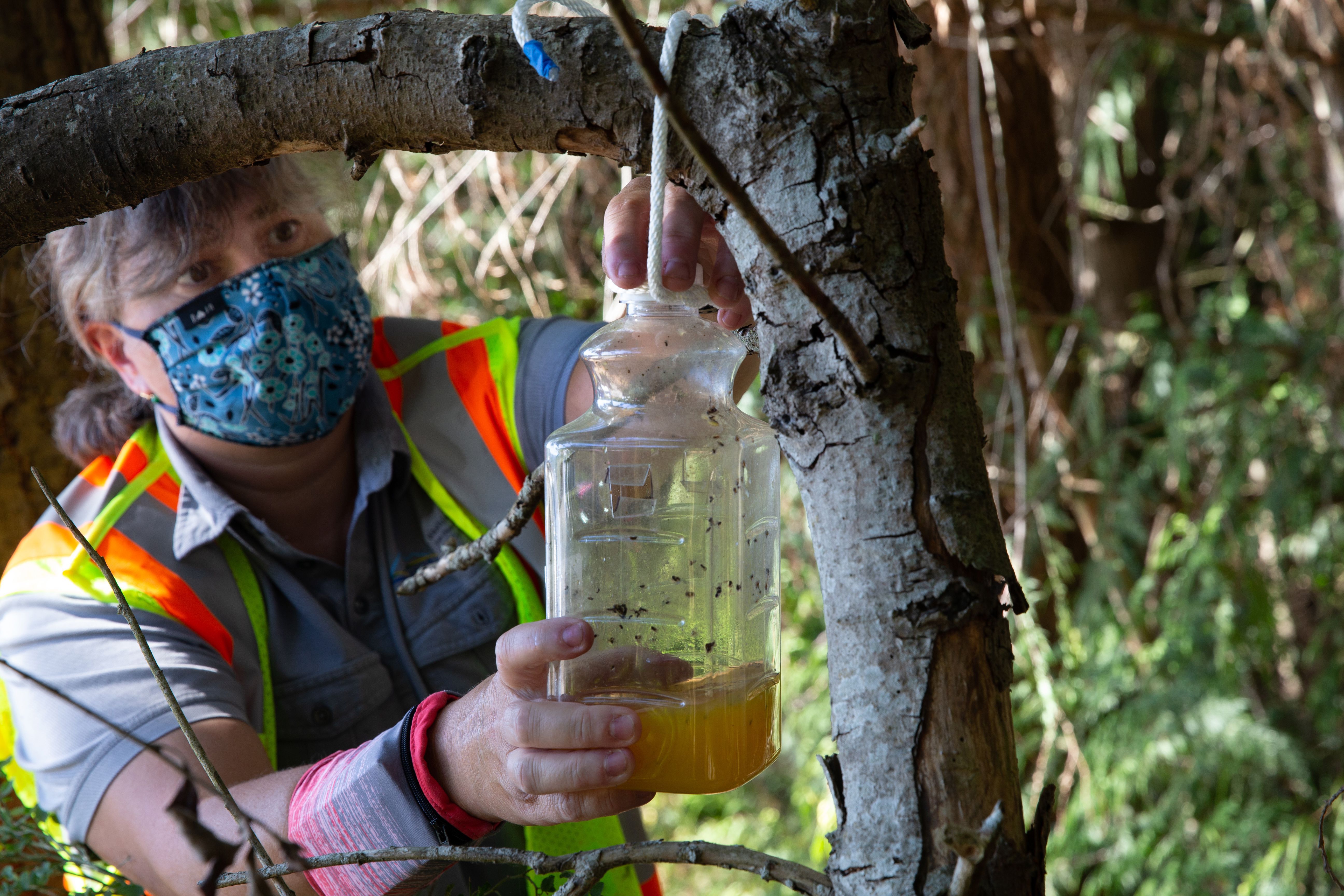 Jenni Cena, pest biologist and trapping supervisor from the WSDA, sets a trap designed to catch the murder hornets in Bellingham, Washington, in July. 