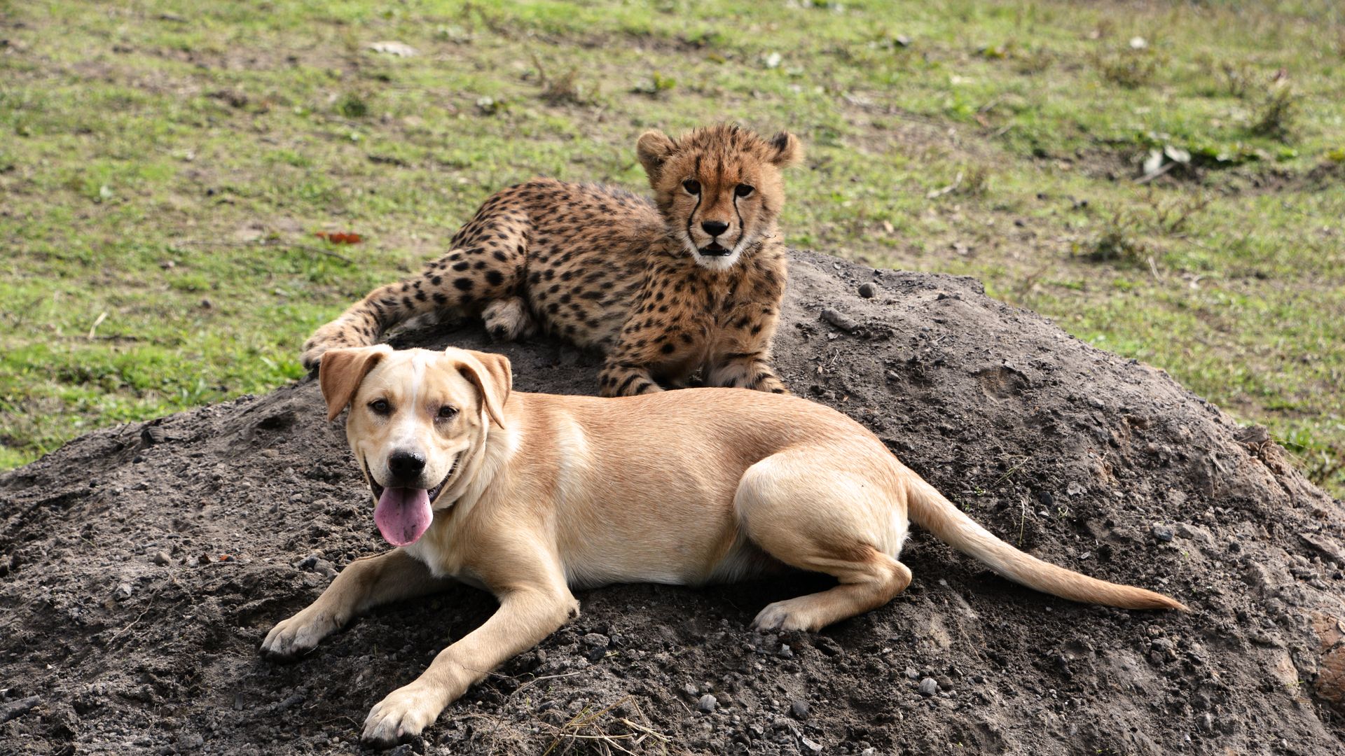 a yellow lab and a baby cheetah on a rock 