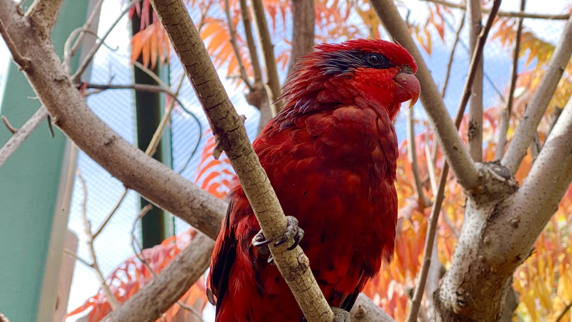 A bright red bird with blue accent marks near his eyes and top of his wings 