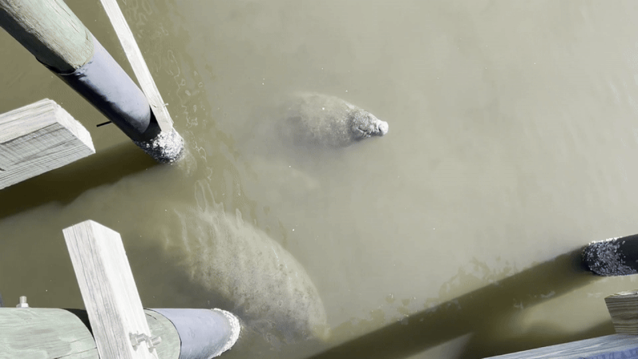 1 manatee family to go - Axios Tampa Bay, image size:1280x720