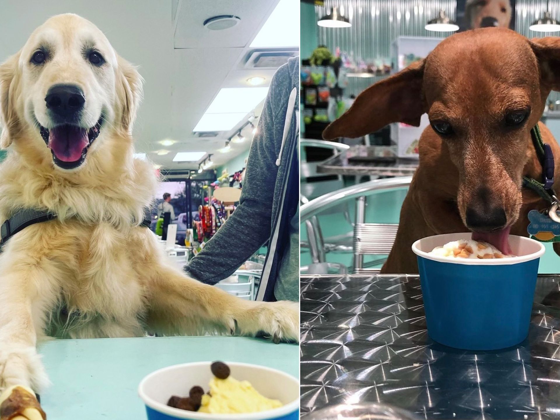 are dogs allowed to eat ice cream