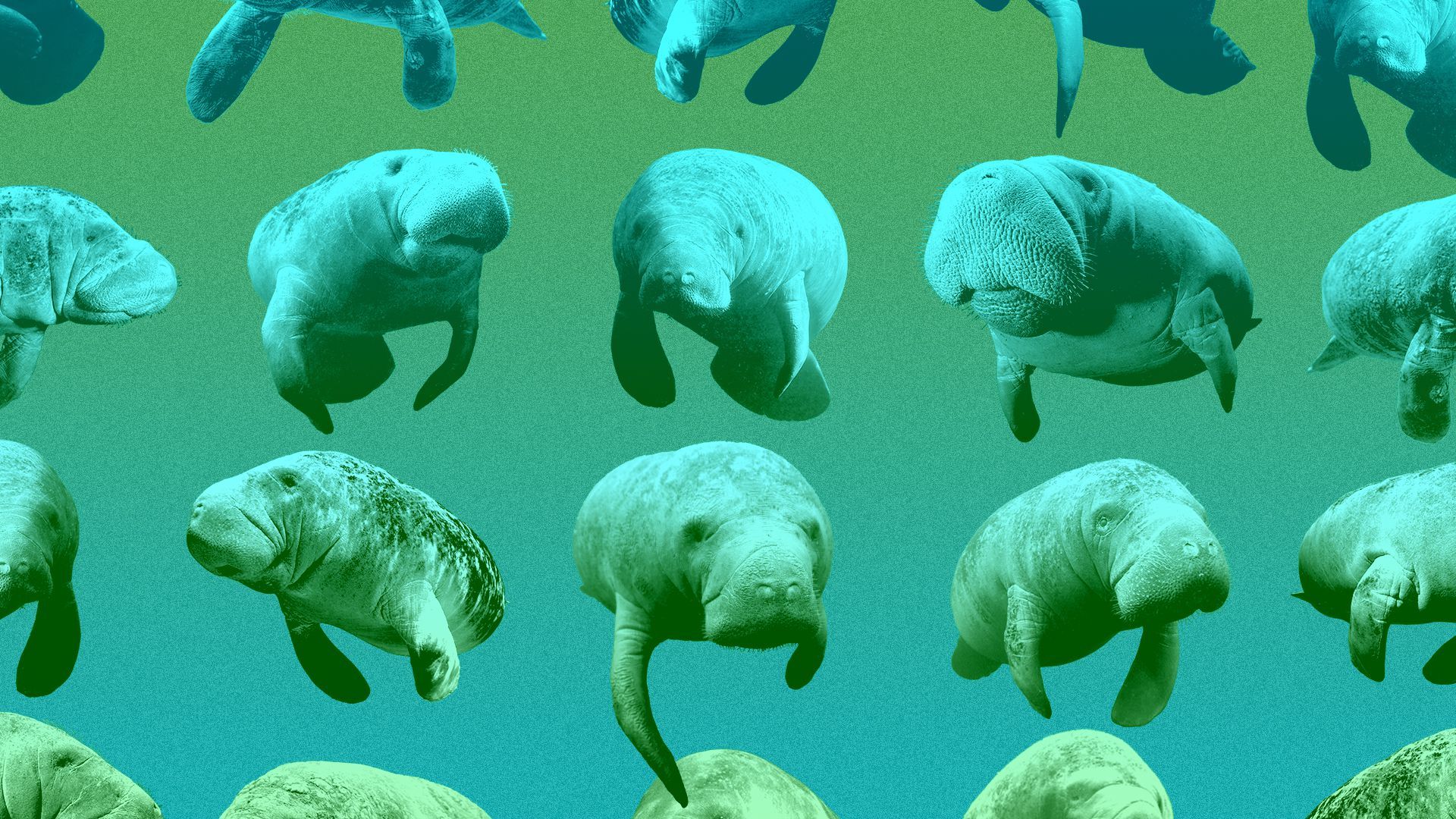 Illustration of a pattern of manatees.