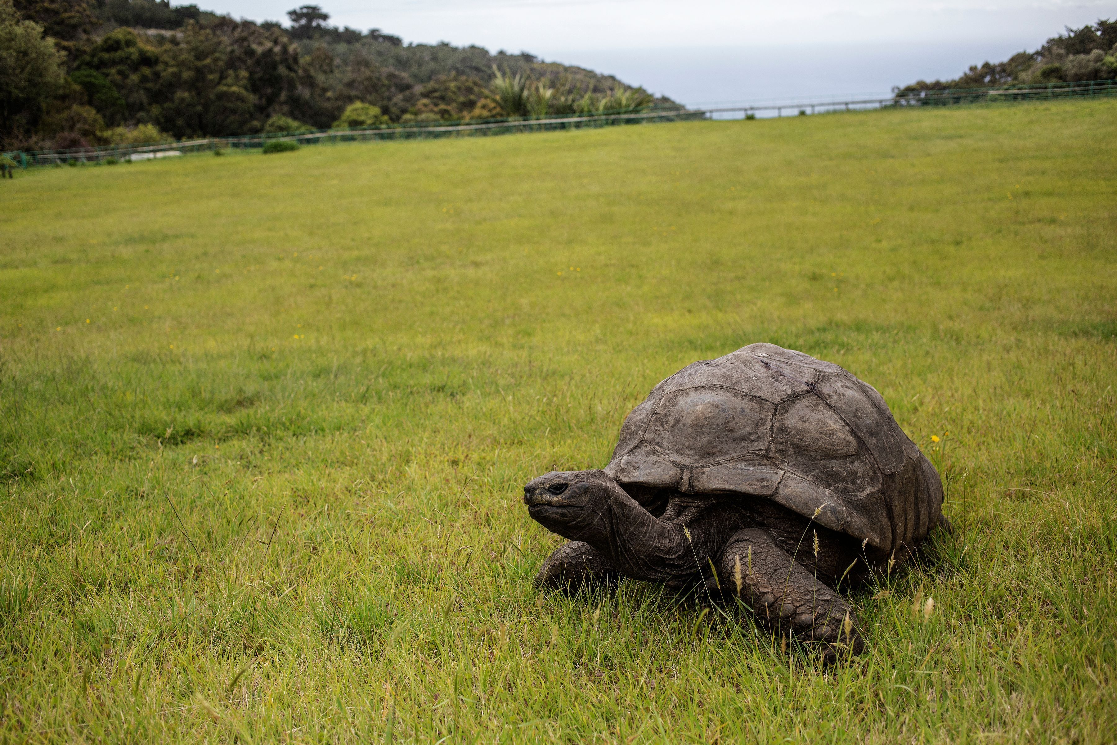 Jonathan the Seychelles giant tortoise poses in Saint Helena in October 2017. Photo: Gianluigi Guercia/AFP via Getty Images.