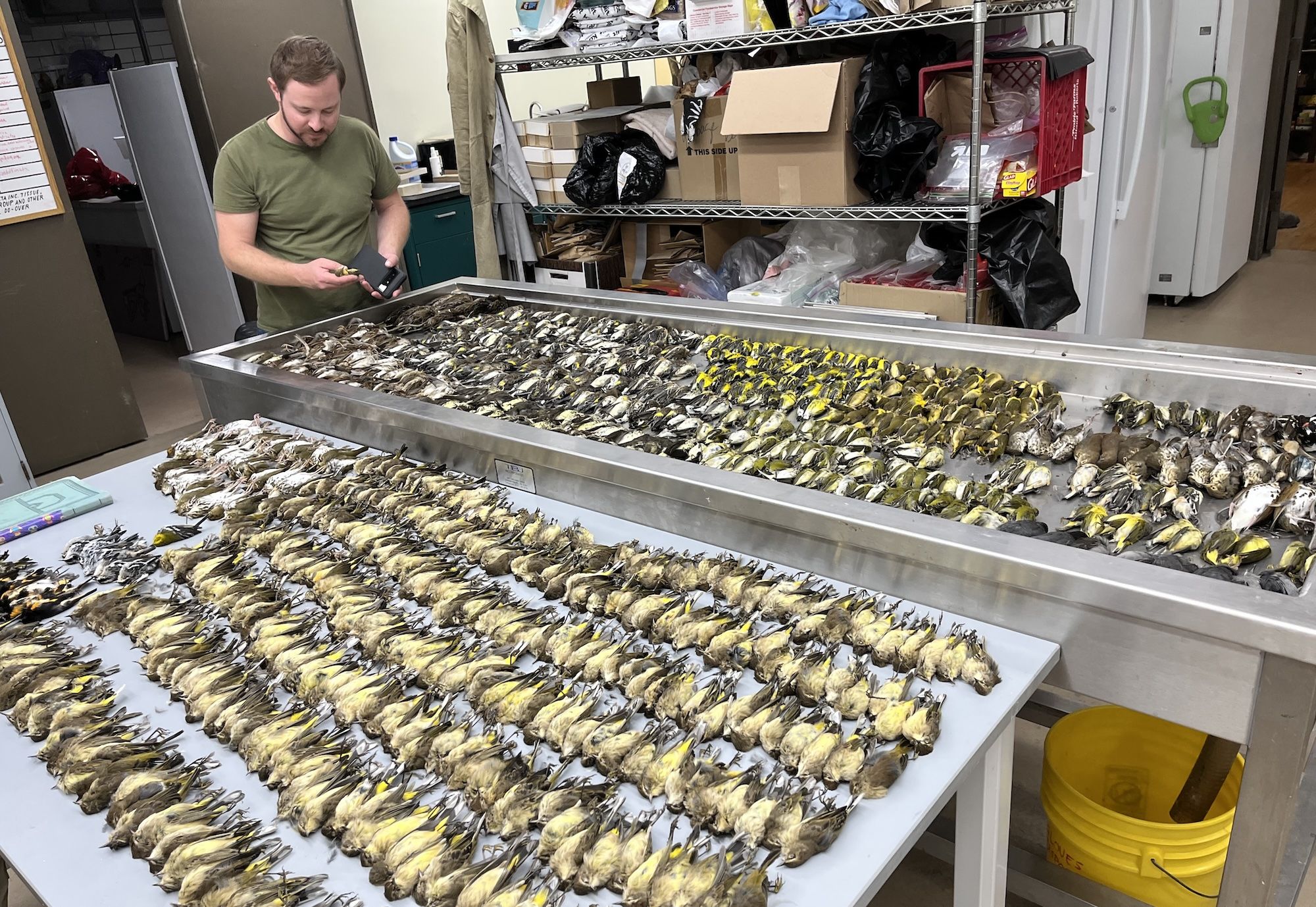 Rows of bird carcasses on a silver trays with a person examining them.