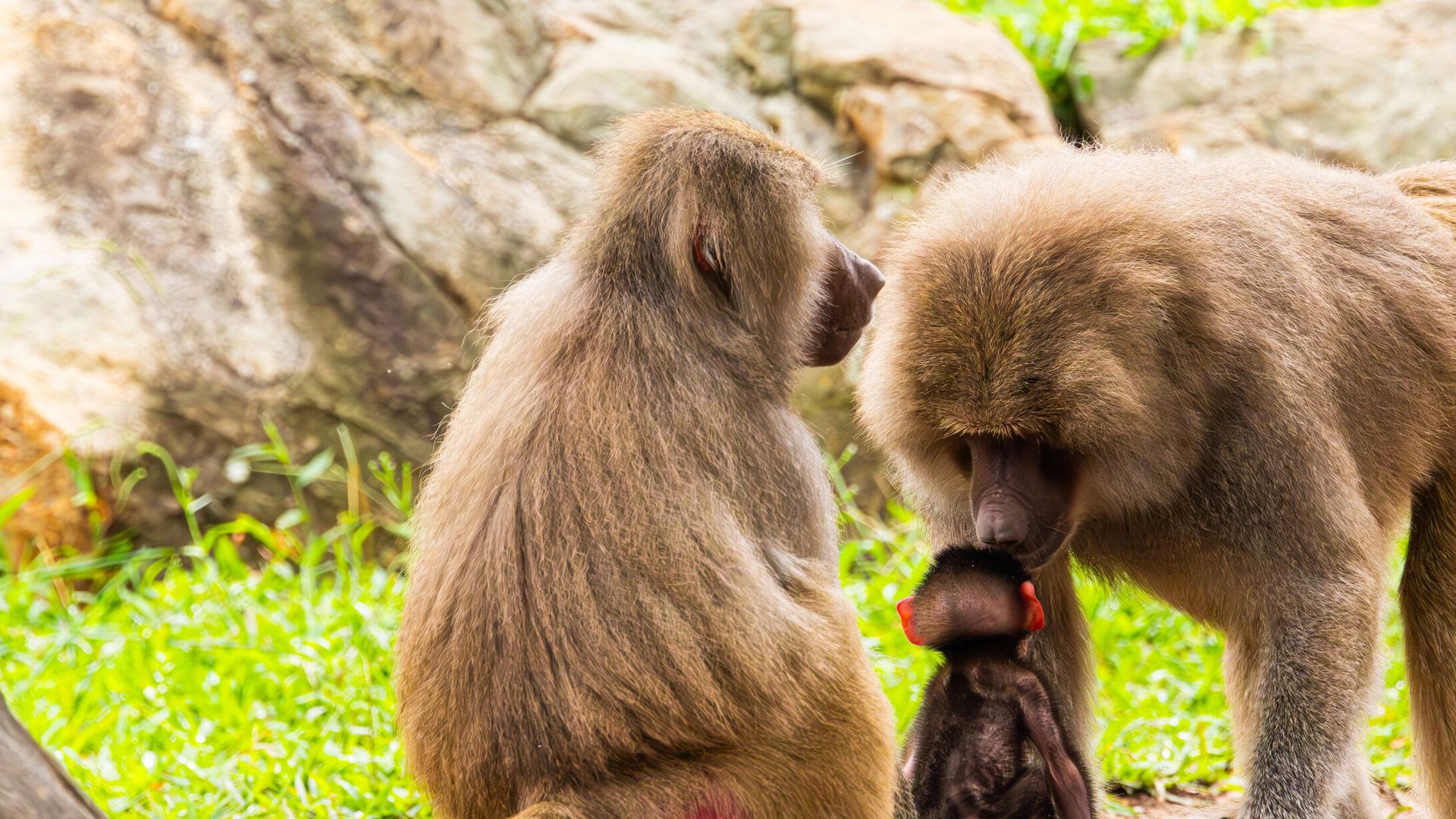 A baby baboon at the NC Zoo. Her name is Winnie. 