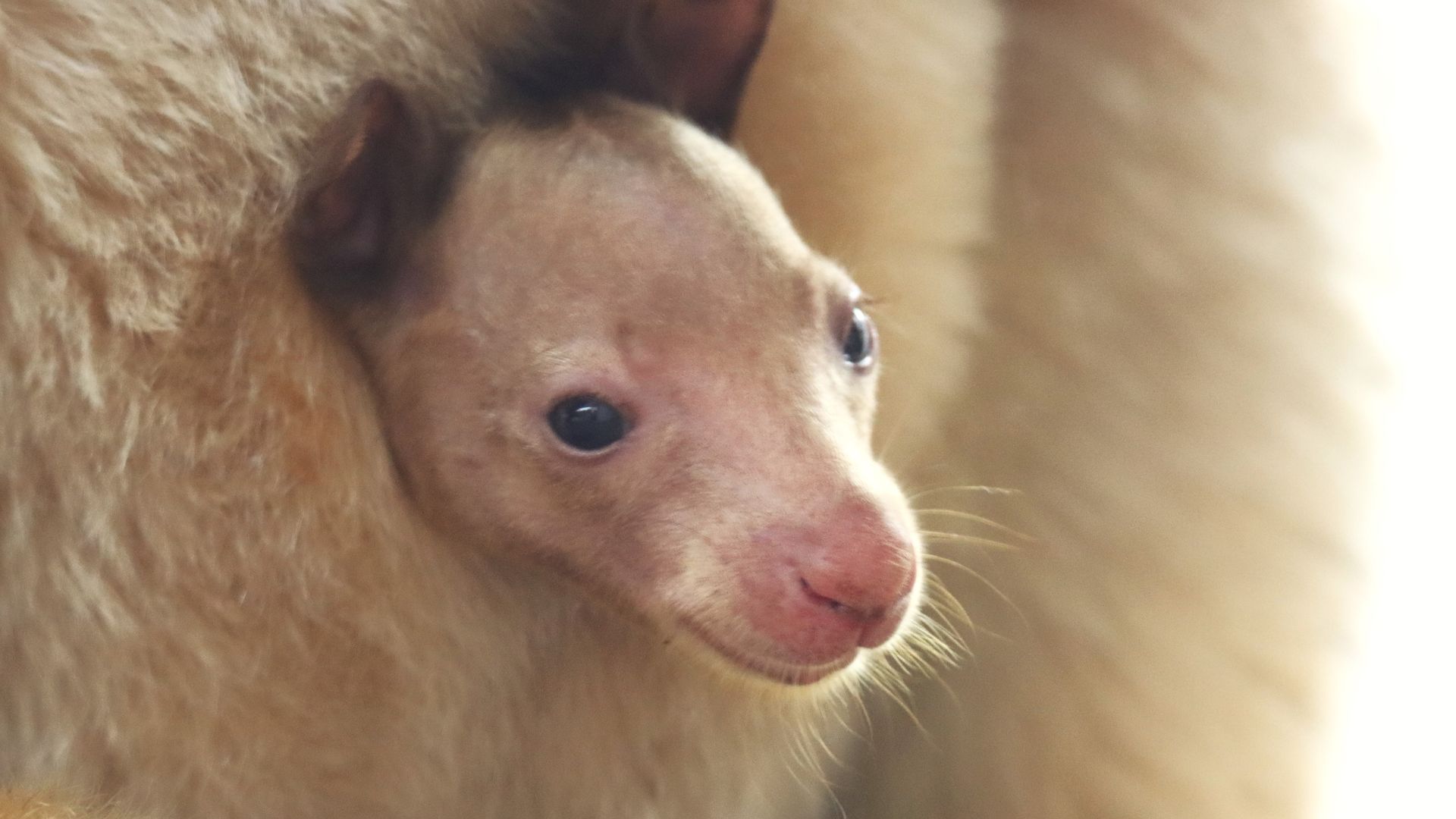 Close-up of a young, light brown marsupial joey with dark eyes nestled in its parent's soft, tan fur.