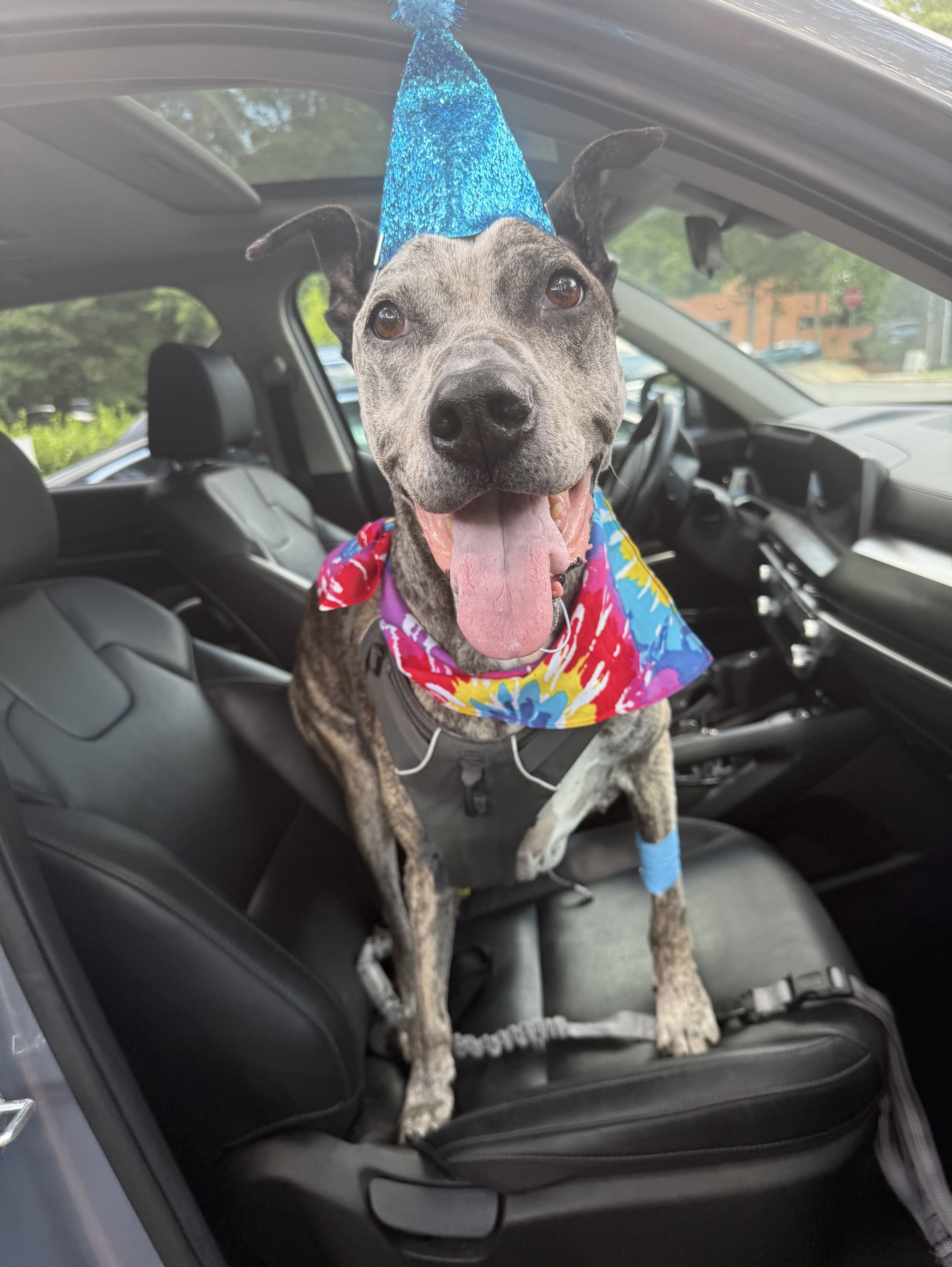 Gray brindle dog wearing a tall blue glitter party hat and a colorful scarf, sitting in a car with its tongue out and a happy expression.