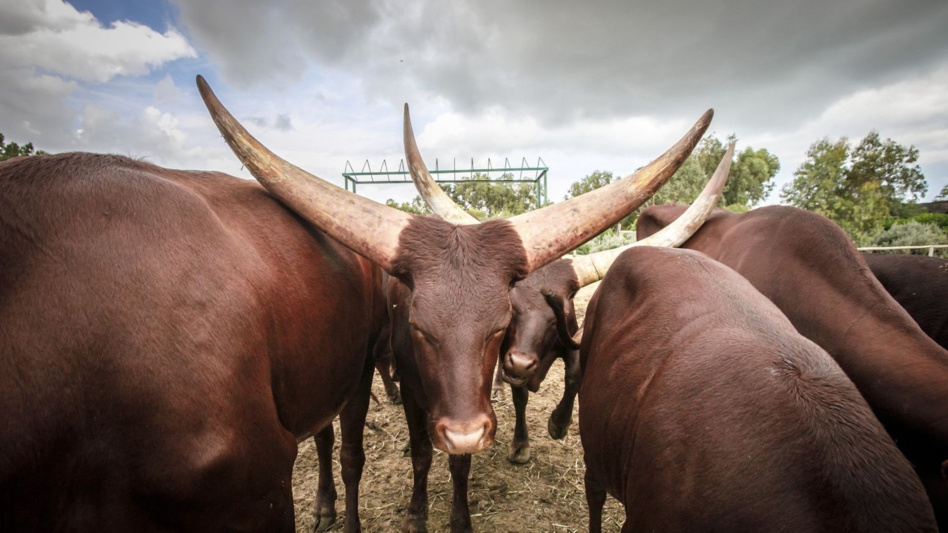 Several steers in the wild