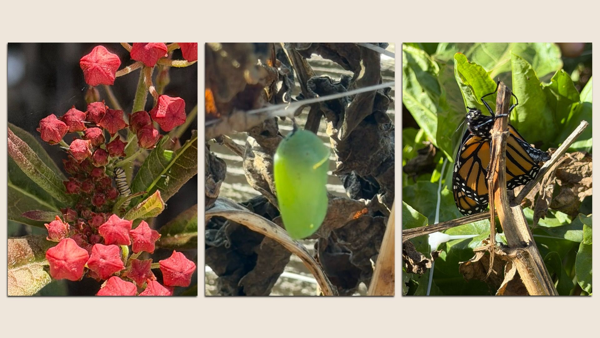 Three stages of a monarch butterfly life cycle: caterpillar on red flowers, green chrysalis hanging from dried leaves, and adult butterfly on a brown twig among green leaves.