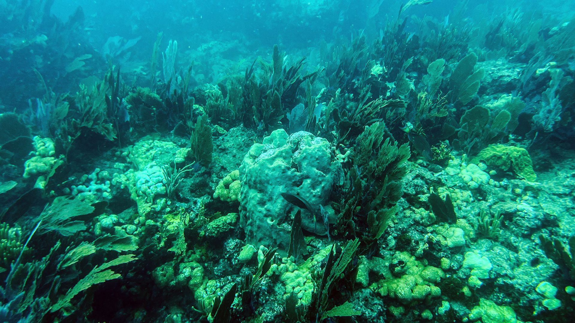 Dead coral sit on the ocean bed in the Straits of Florida near Key Largo last year. Photo: Photo: Chandan Khanna/AFP via Getty Images