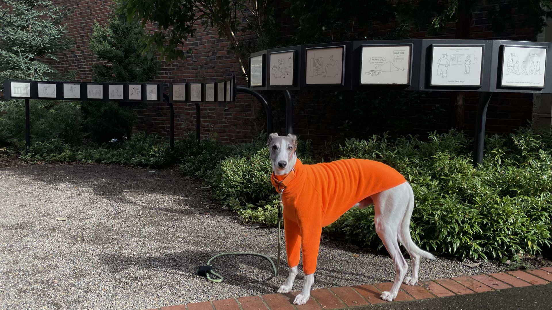 A slender dog wearing a bright orange sweater stands on a gravel path near a garden with bushes and a brick wall. Cartoon panels on a black display are in the background.