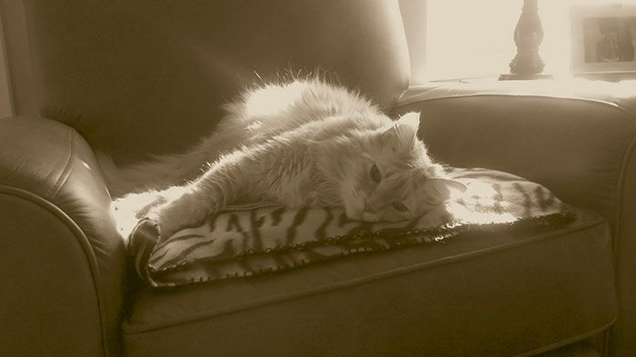 cat-lap-of-love