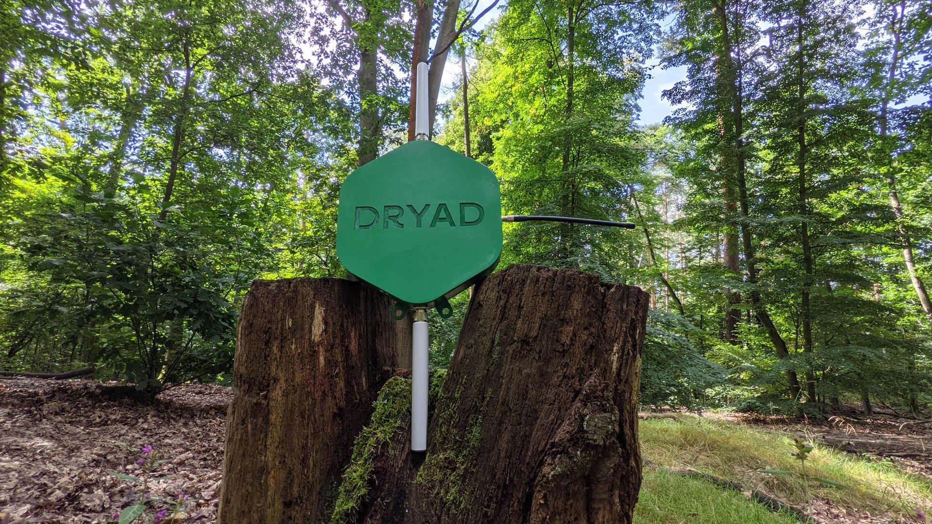 A forest network built by startup Dryad can detect gases from the early smoldering of wildfires. Photo: Courtesy of Dryad.