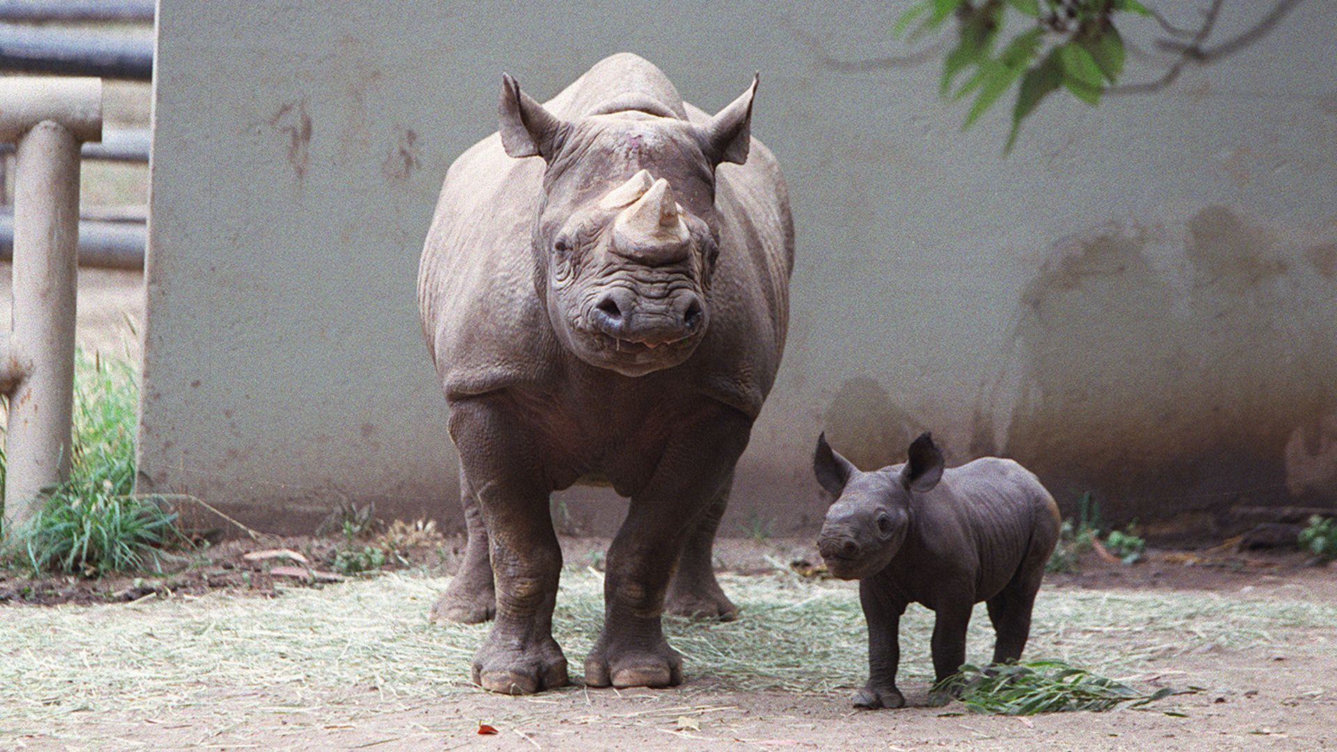 Photo of two black rhinos, one female and beside her a calf, inside an enclosed area at a zoo