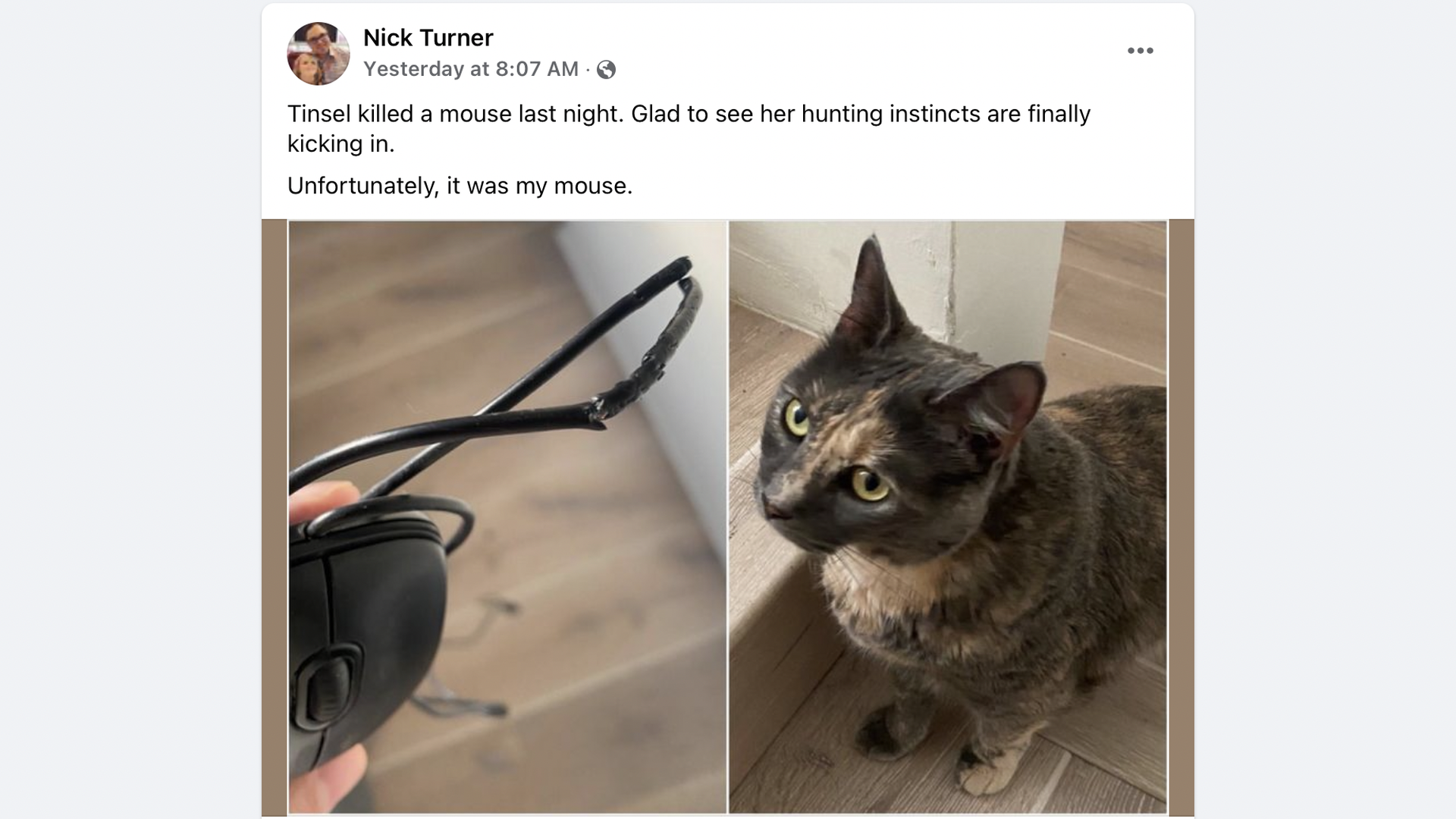 A screenshot of Nick Turner's cat Tinsel having attacked a mouse, albeit Nick's computer mouse