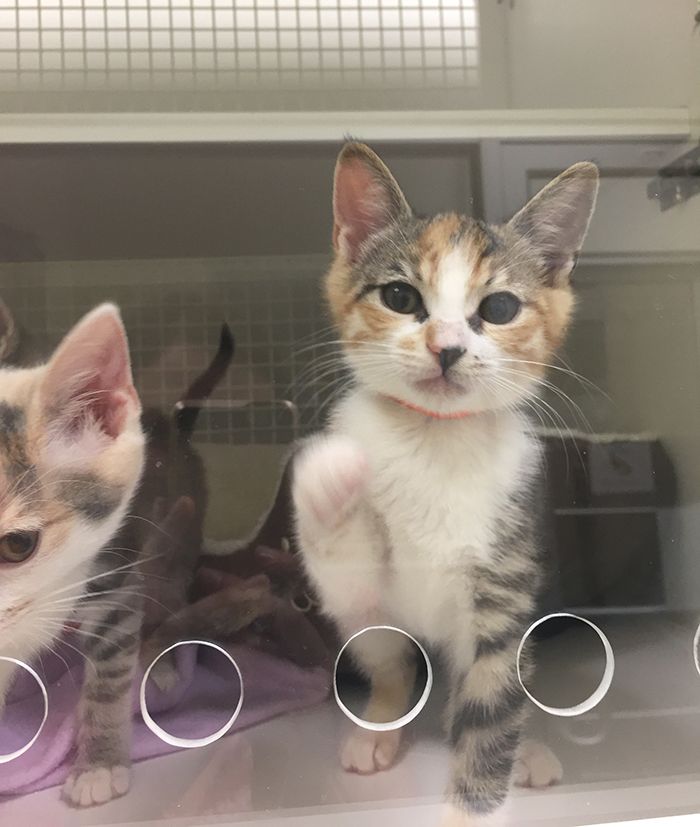 zuri adopt a dog cat