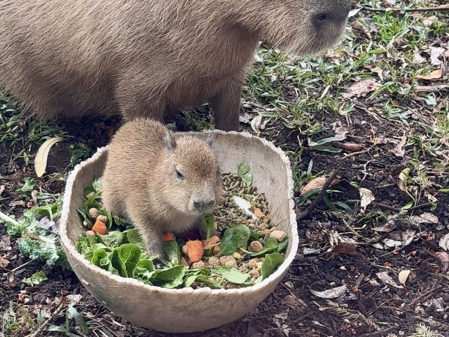 Tupis tale: Meet the San Antonio Zoos viral capybara cutie - Axios San  Antonio