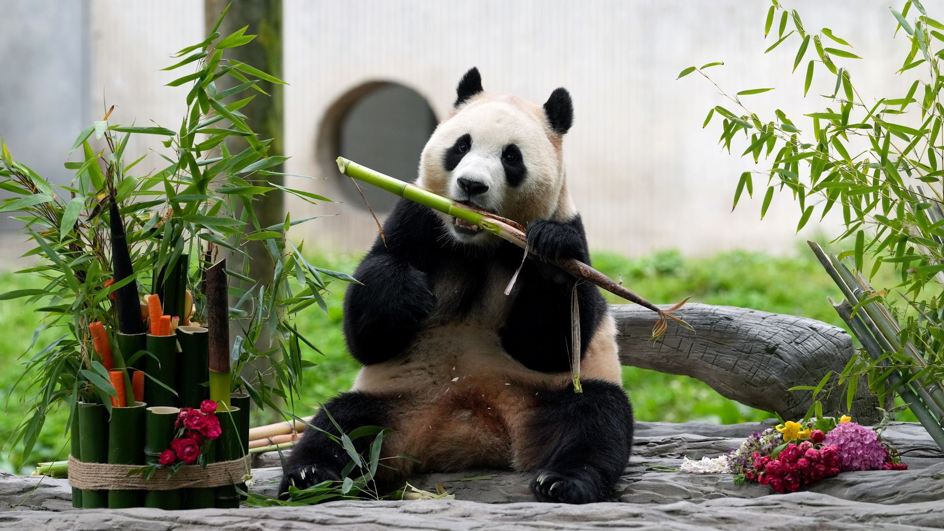 Photo of a giant panda sitting and eating bamboo