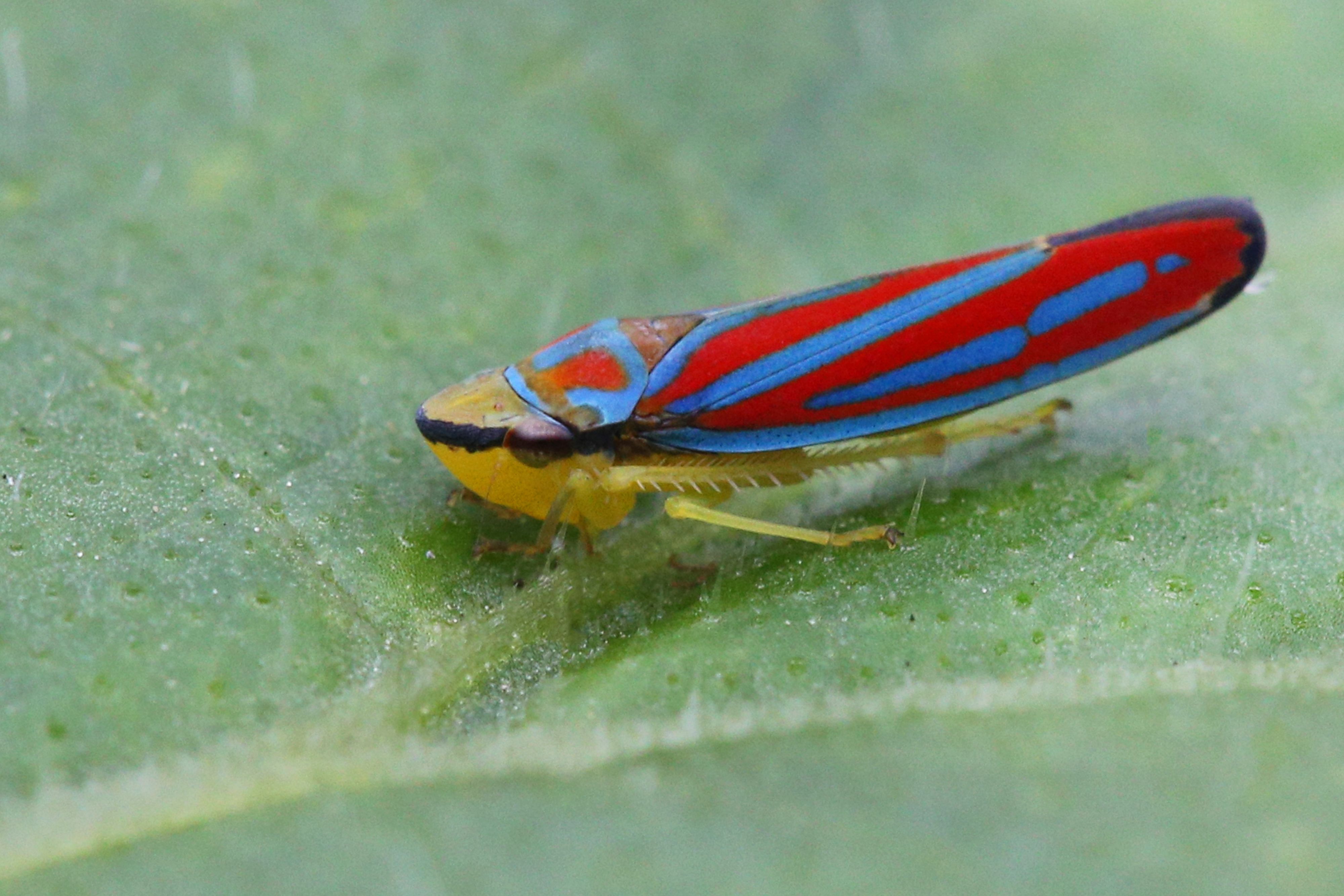 Candy-striped leafhopper, a red and blue striped insect with a yellow head and legs, atop a green leaf.