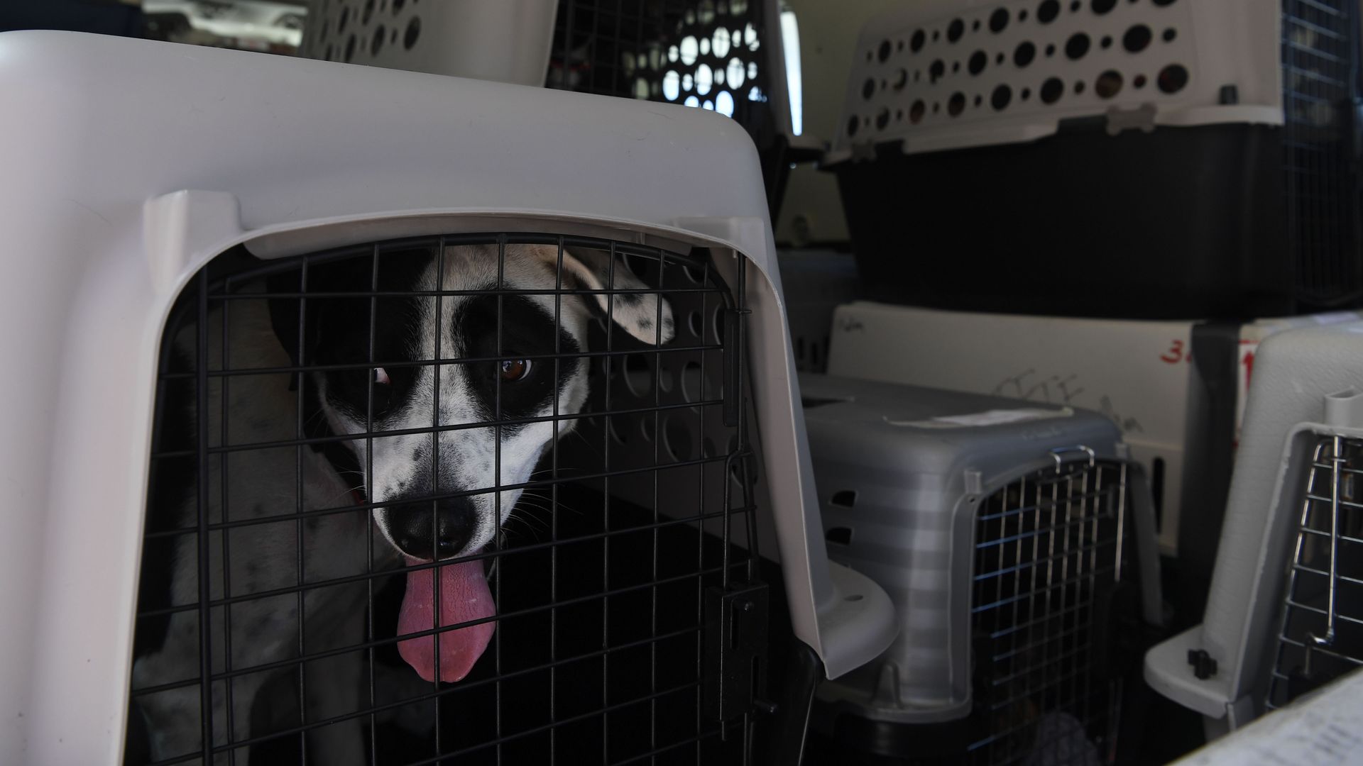 Dogs on an airplane.