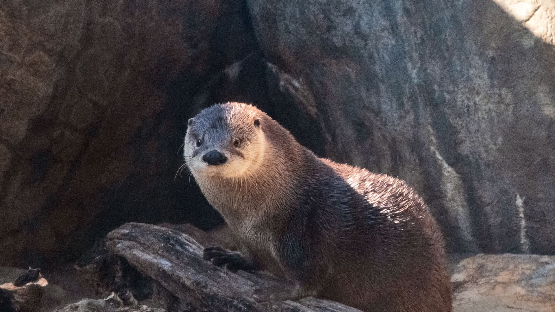 A very cute looking otter, which like a big fat brown rat, but with a cute face 