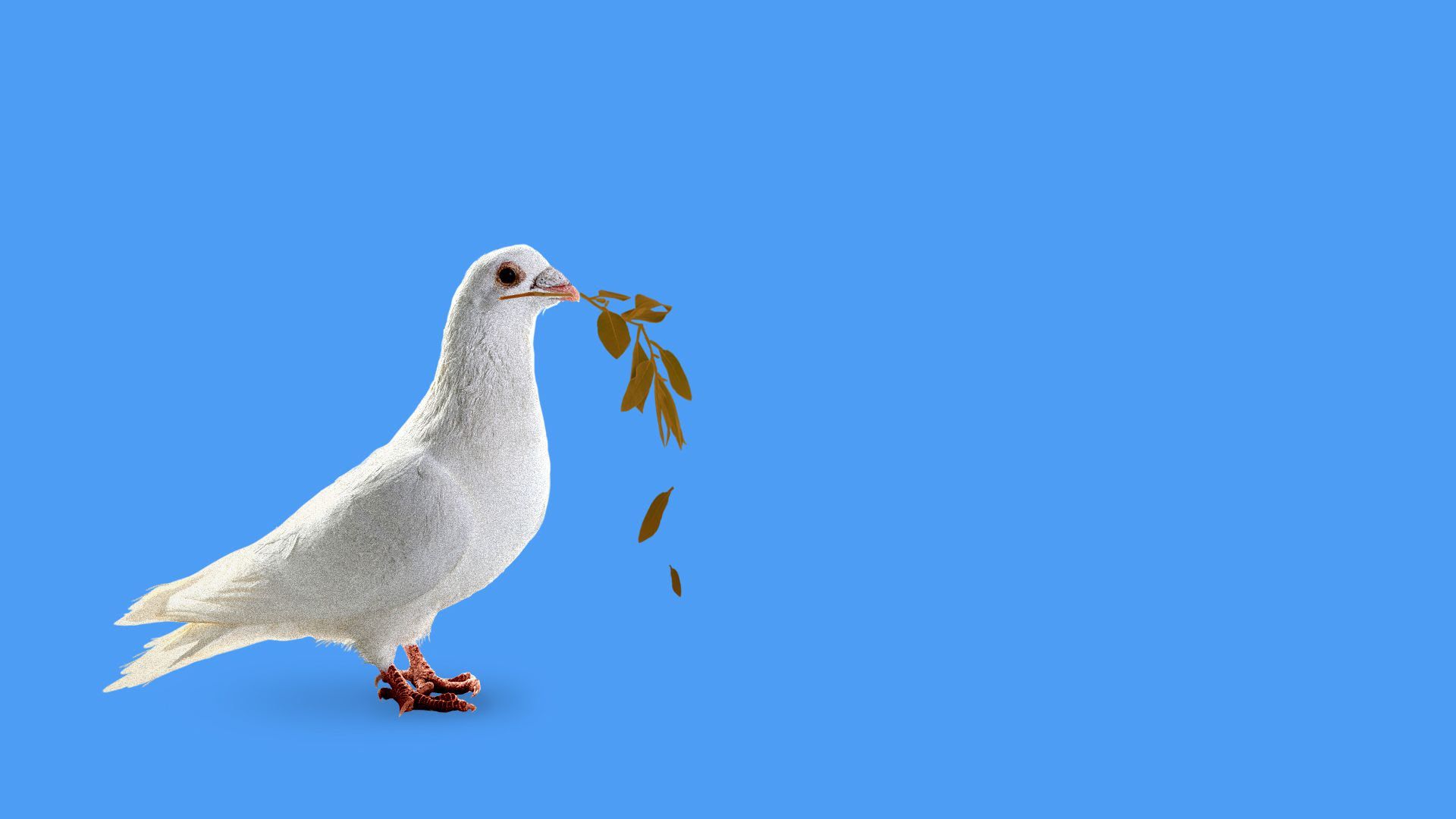 An illustration of a dove with a dying plant in its mouth