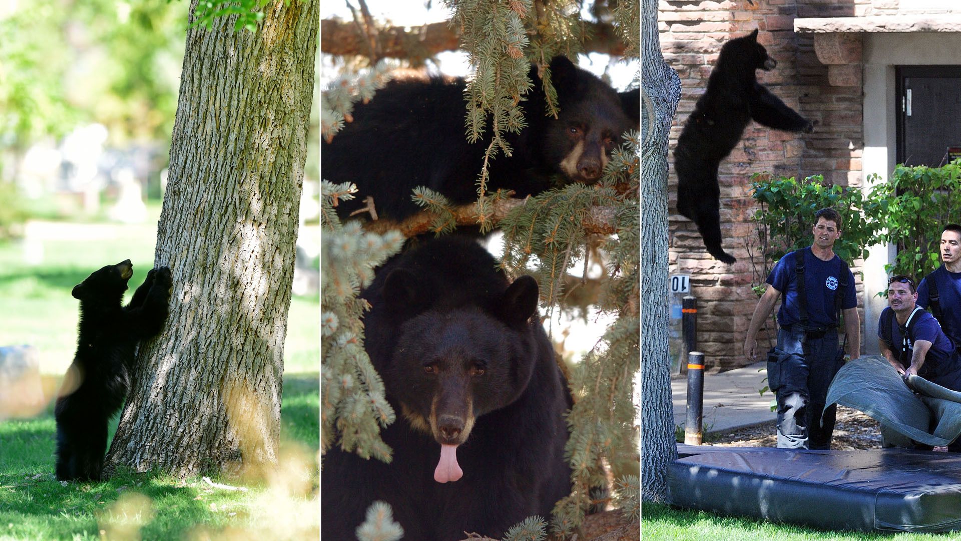 Left: A bear cub stands at the base of a tree as it considers whether or not to climb. Middle: A mother bear sticks her large tongue out while in a tree as her cub sleeps on a branch behind her. Right: A bear falls from a tree as rescue workers try to catch it with a pad.