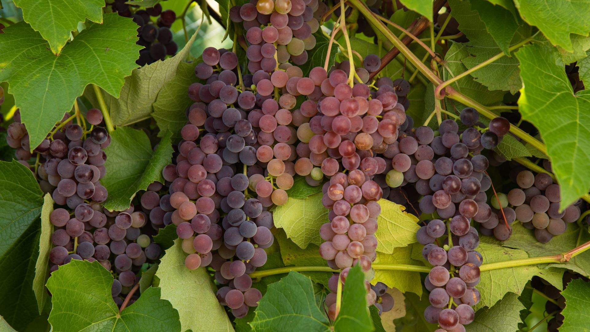 Clusters of ripening grapes in shades of purple, pink, and green hanging among bright green vine leaves.