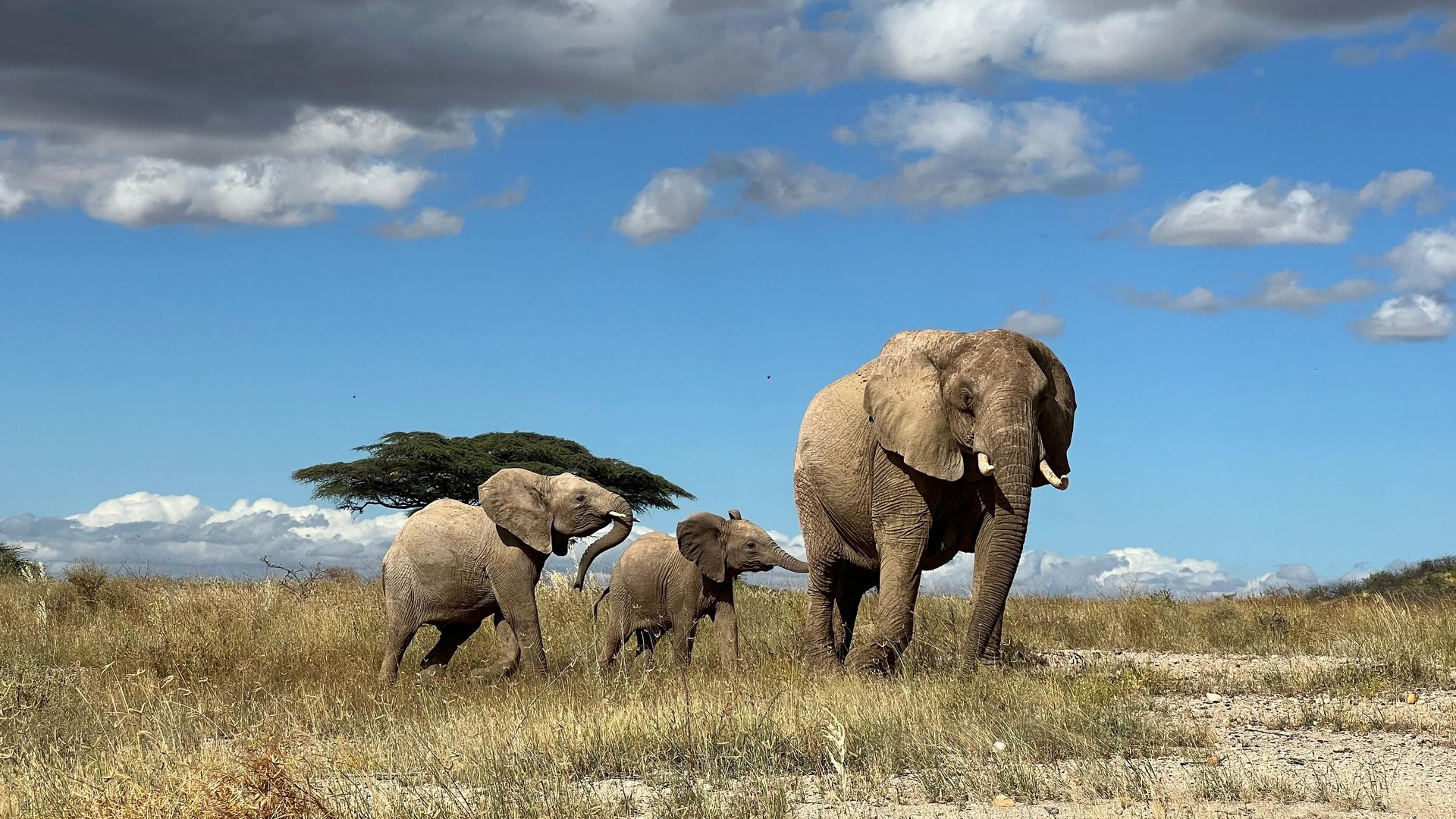 Desert Rose of the flowers family leads her calf away from danger in northern Kenya