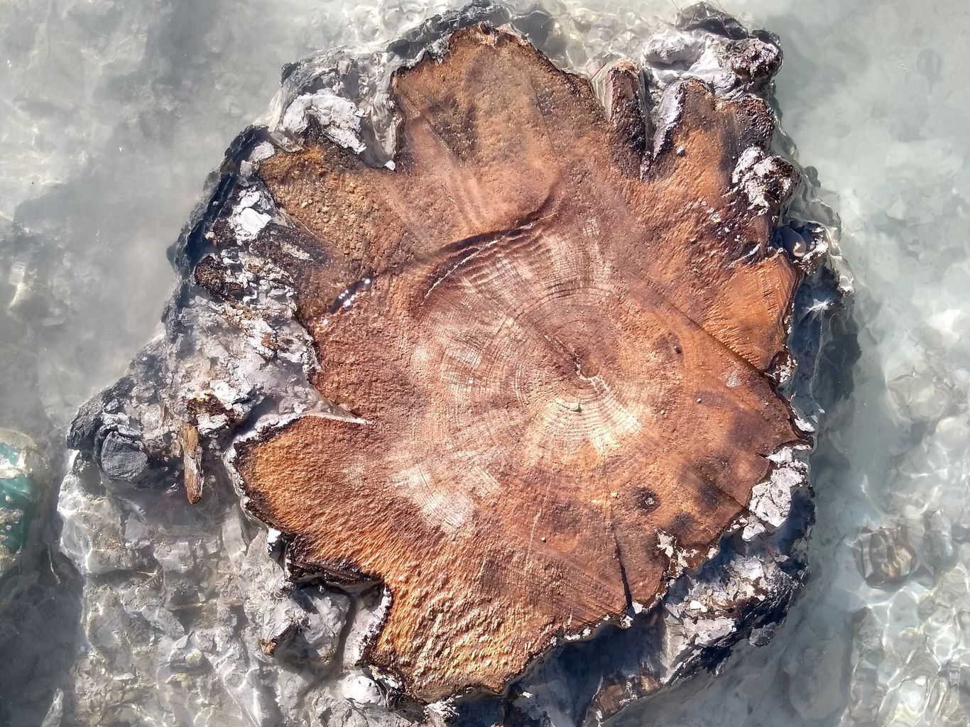 The abundant life of dead wood, part 3