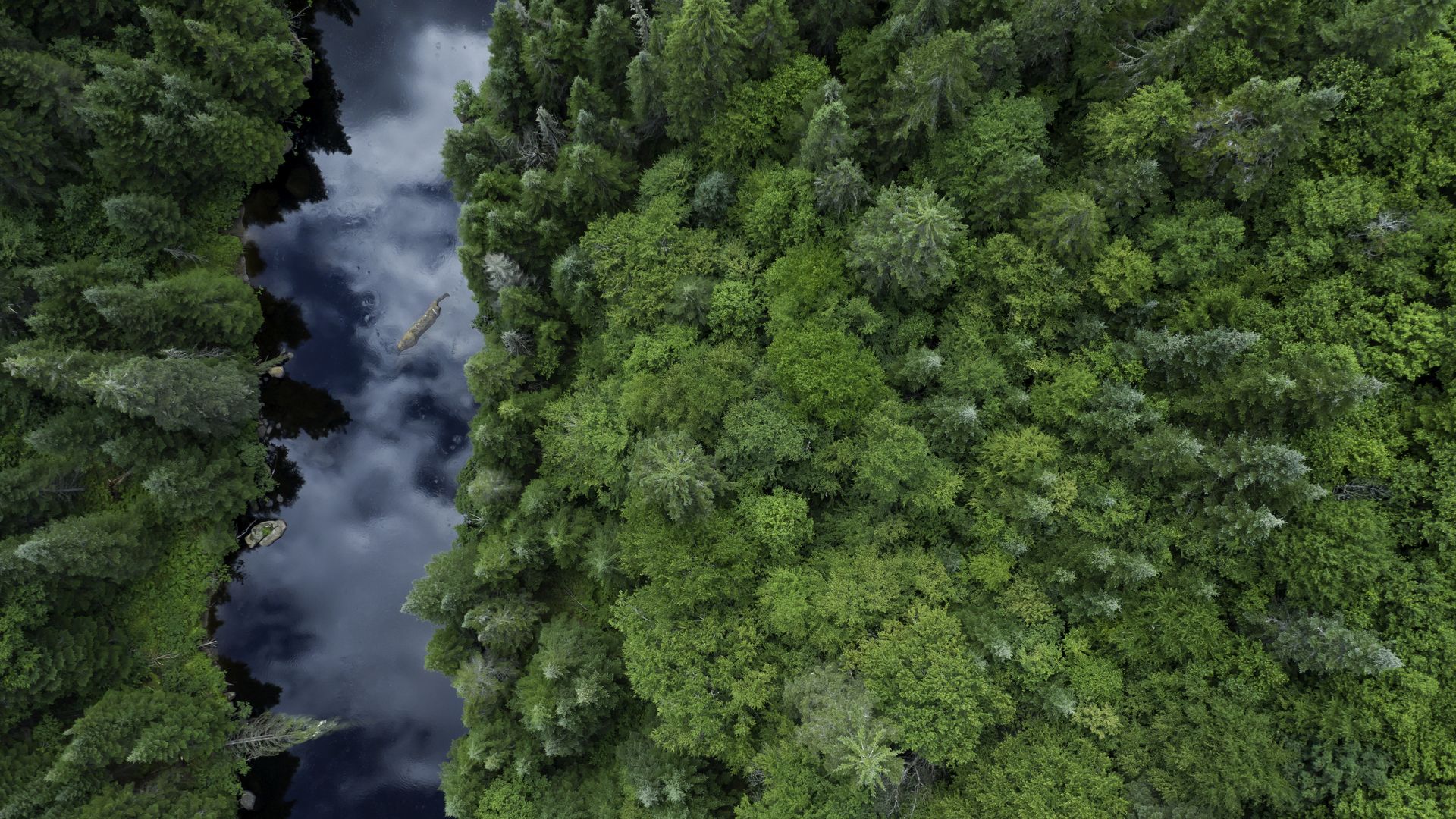 A forest bisected by a body of water.