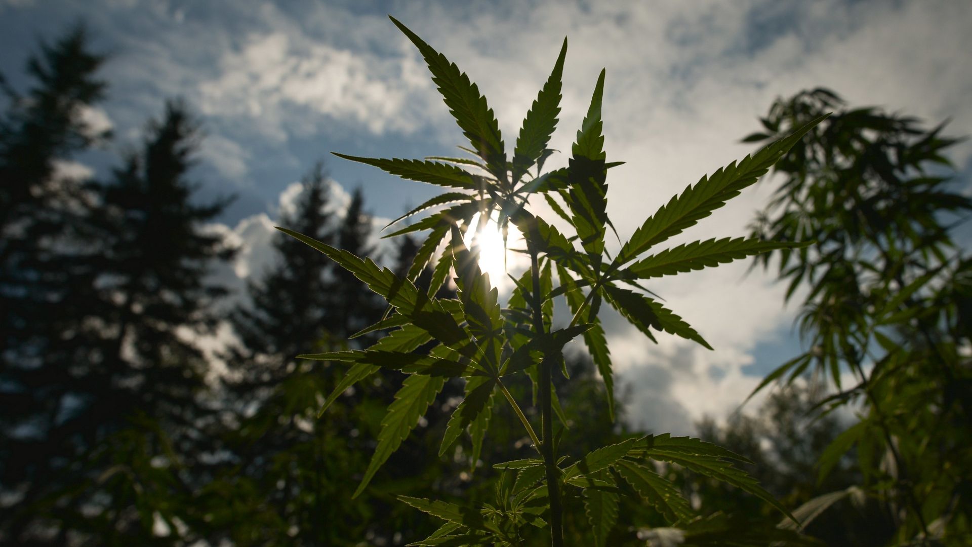 In this image, the sun shines through a marijuana plant and other trees grow in the background. 
