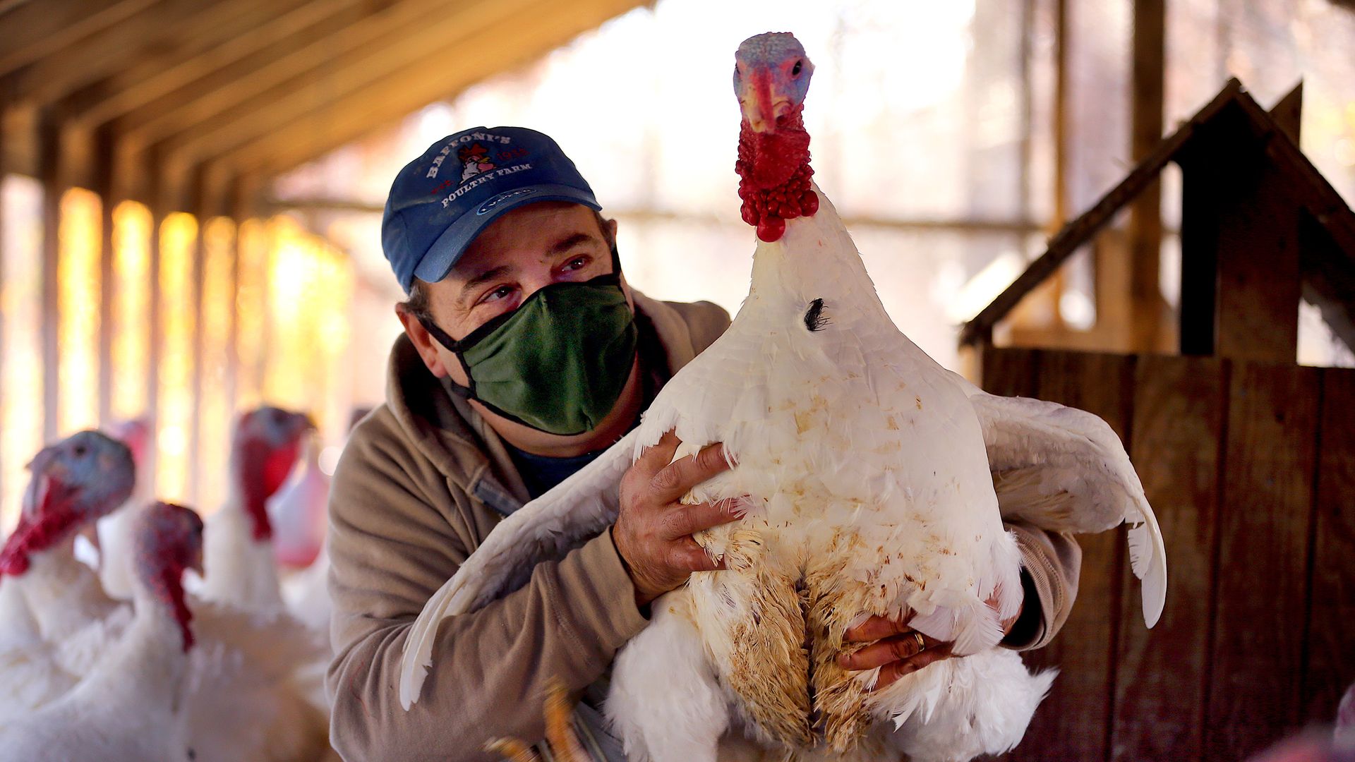 Donald Baffoni holds a 6-month-old turkey at Baffoni's Poultry Farm in Johnston, R