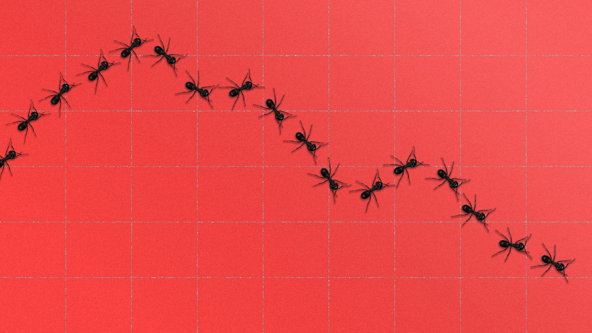 Illustration of a row of ants 