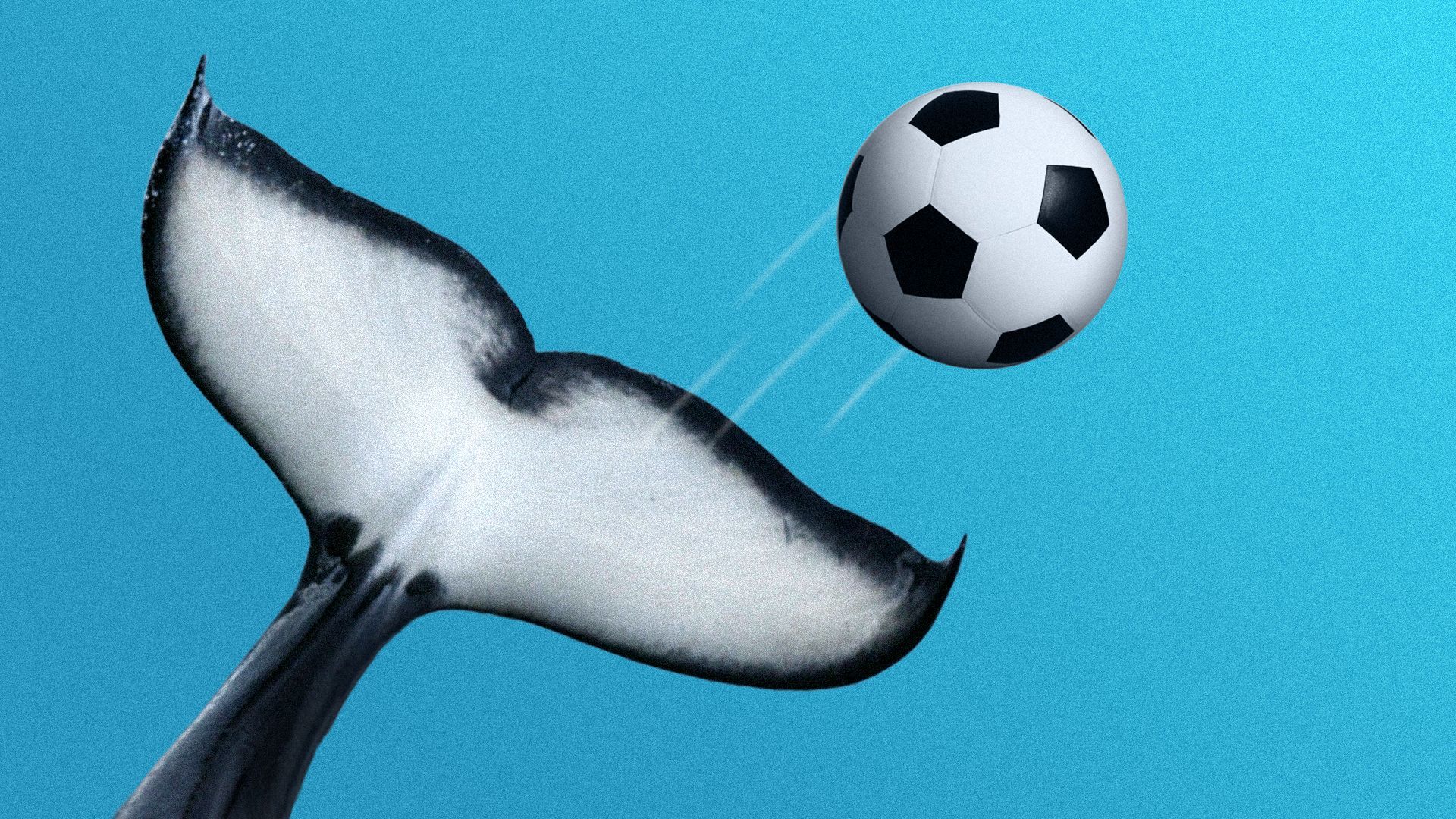 Illustration of an orca tail punting a soccer ball.