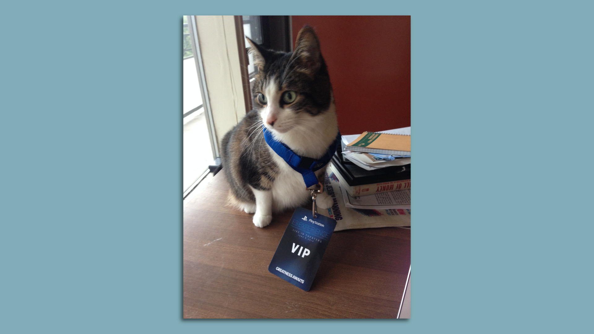 Picture of a cat named Ella wearing a lanyard that says "VIP."