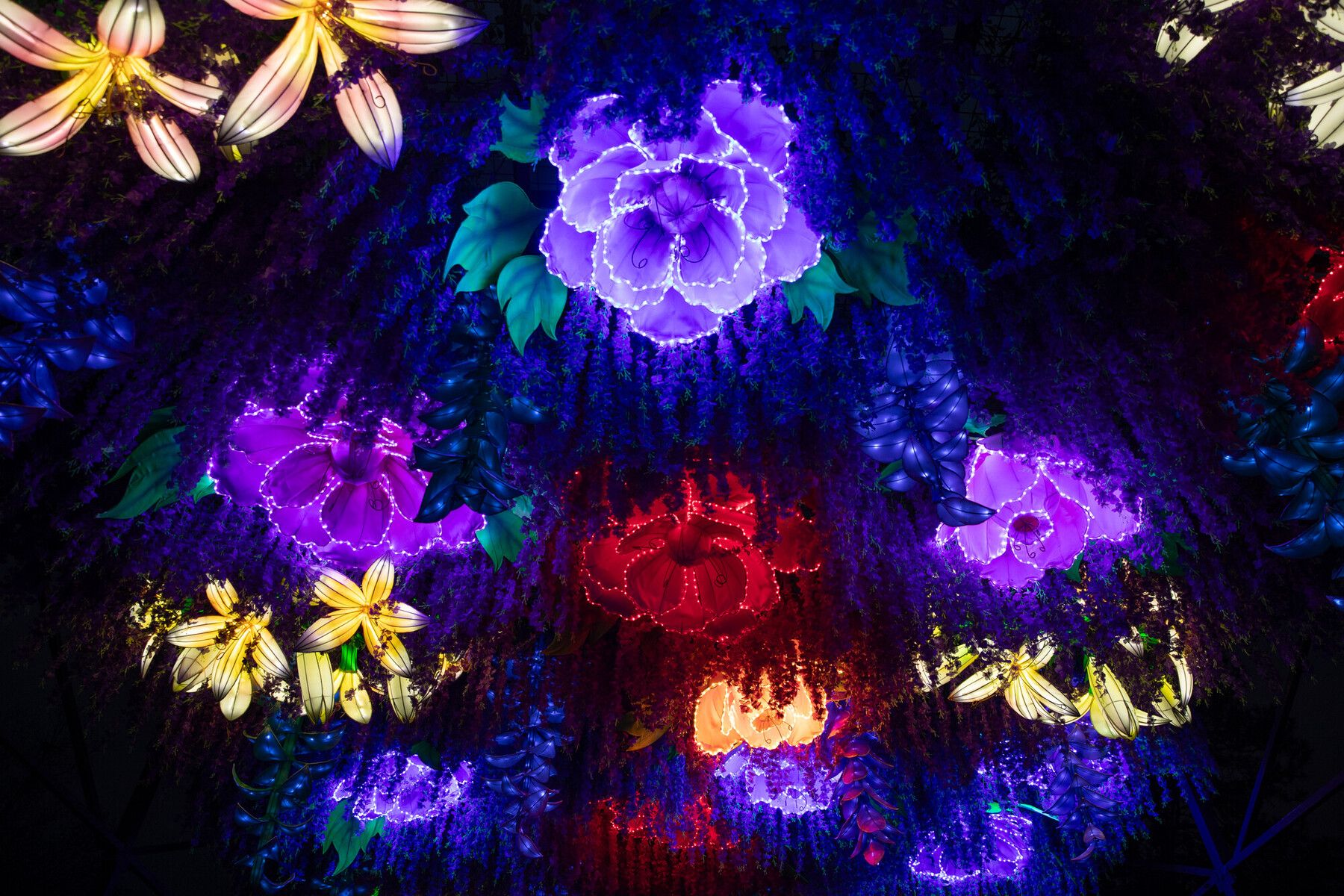 Lit purple, red and yellow flowers shine in the darkness in a WildLanterns display.