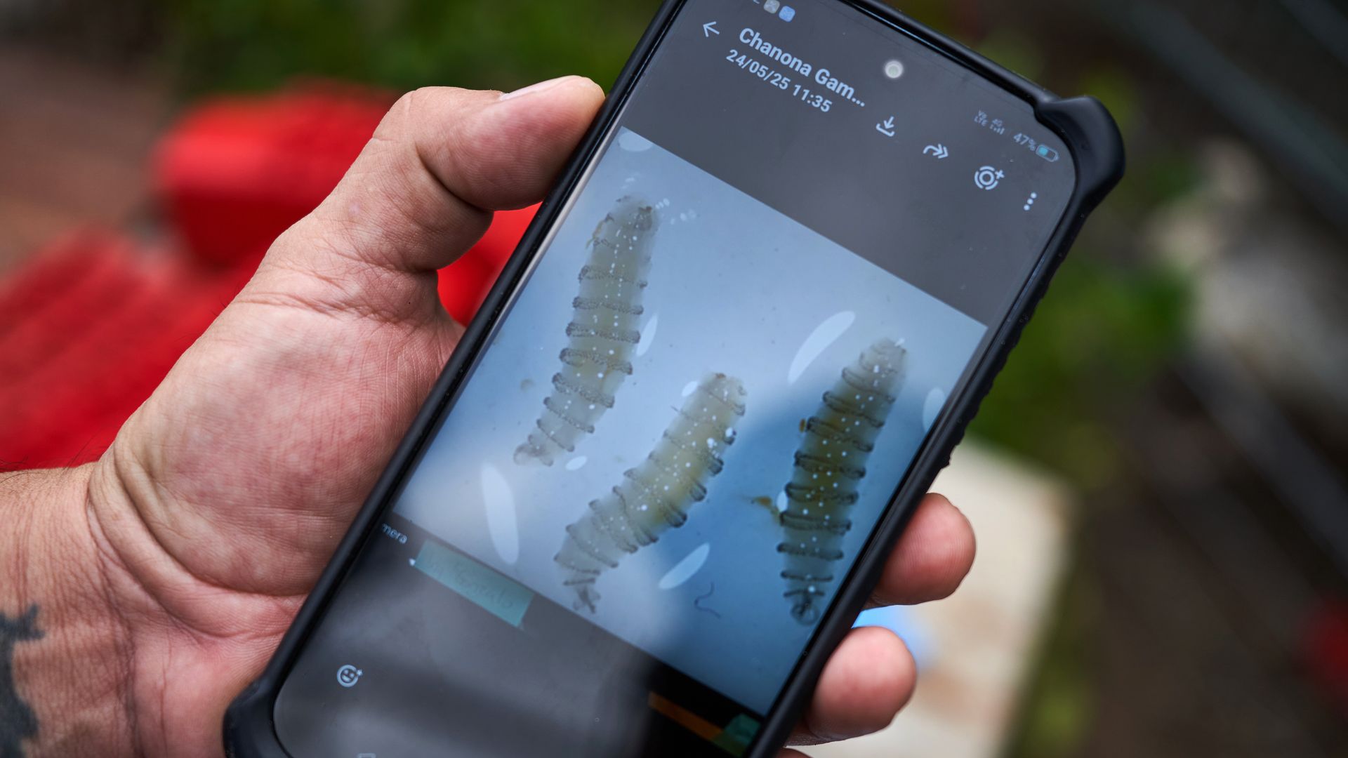 Microscopic photos of New World screwworm larvae displayed on a smartphone at a ranch near Tapachula, Chiapas state, Mexico, on Sunday, June 28, 2026. The spread of screwworm is hitting Mexican ranchers hard with the double shock of surging costs and a grinding ban on cattle sales to their top expor